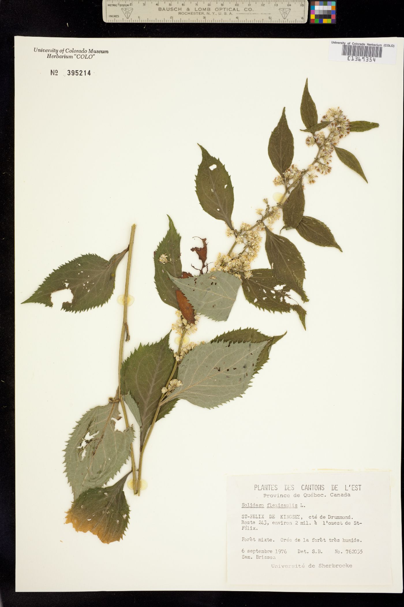 Solidago flexicaulis image