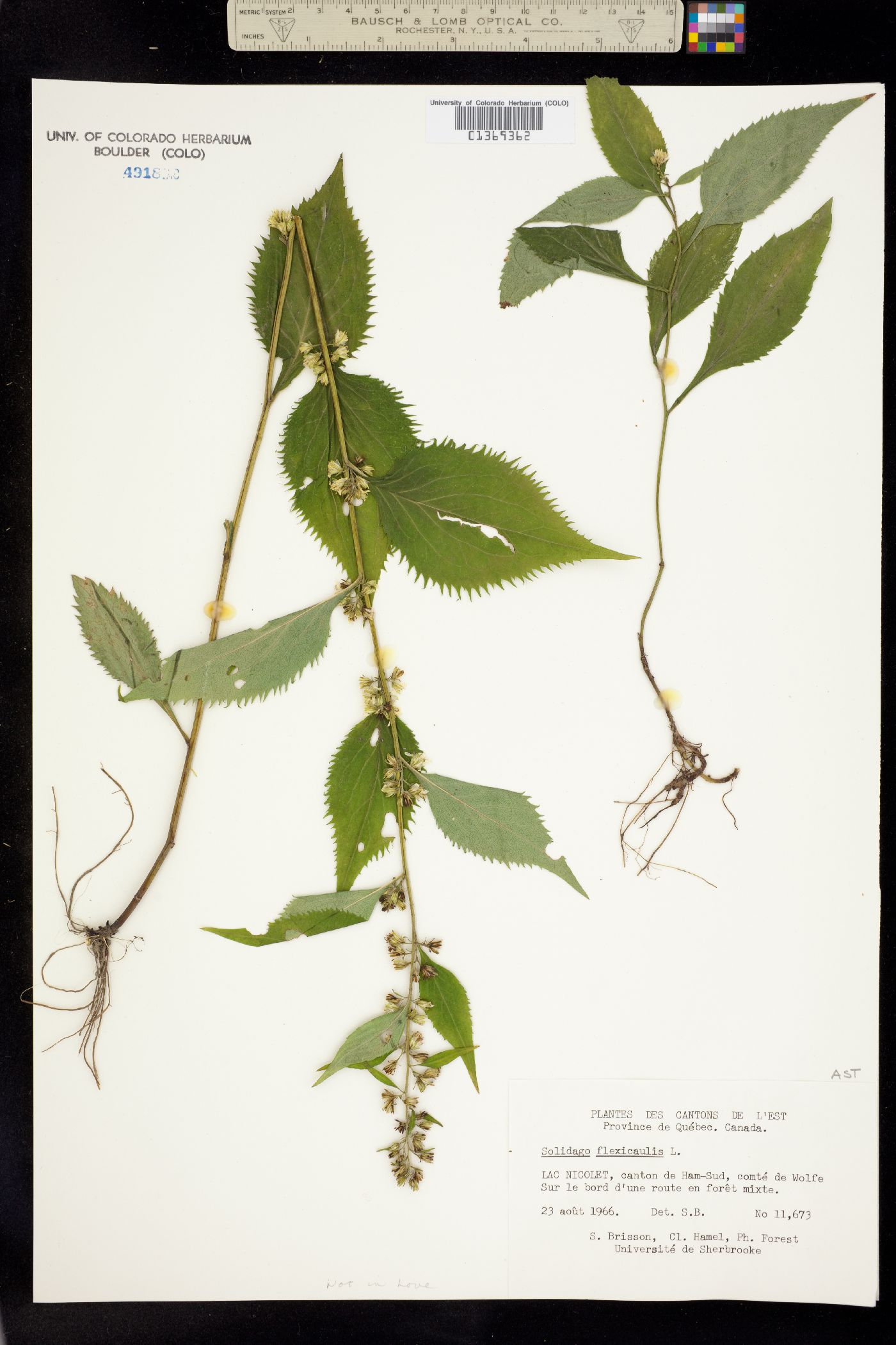 Solidago flexicaulis image