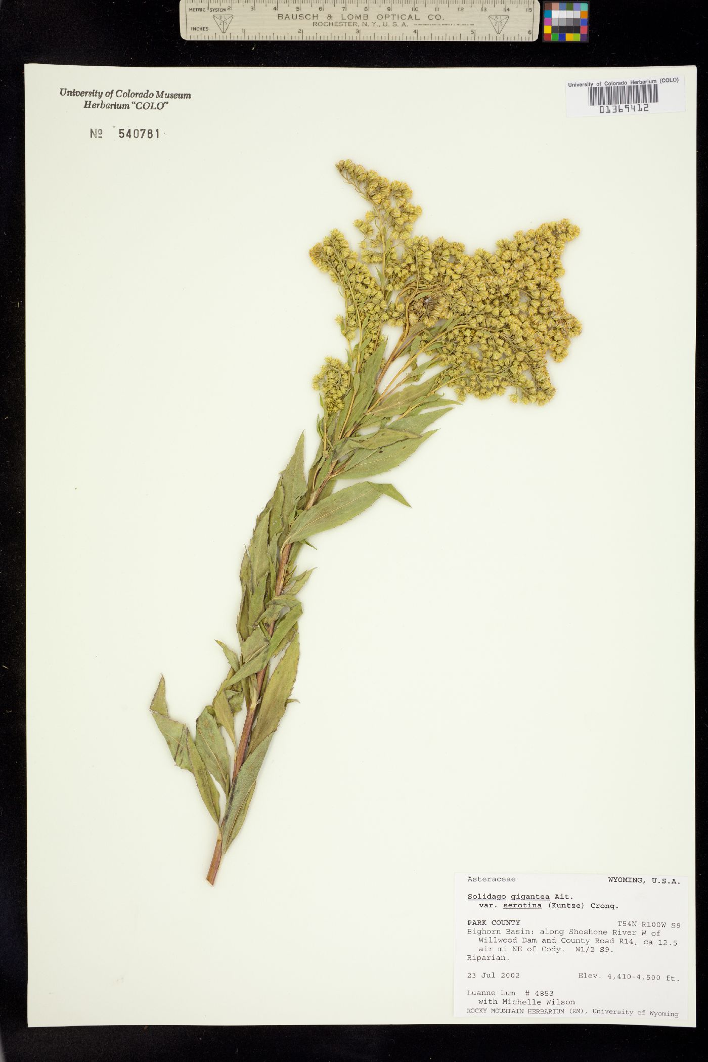 Solidago gigantea image