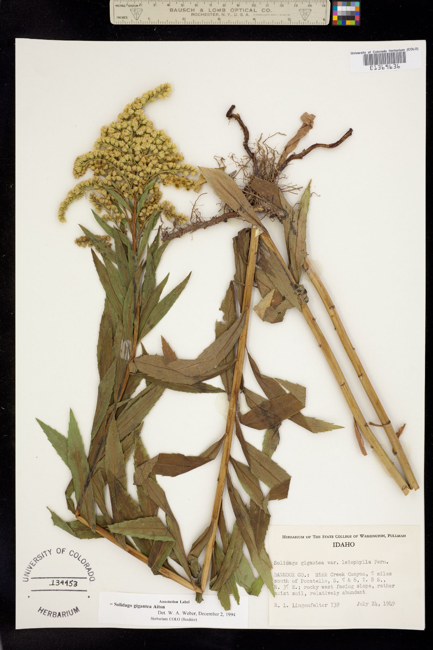 Solidago gigantea image