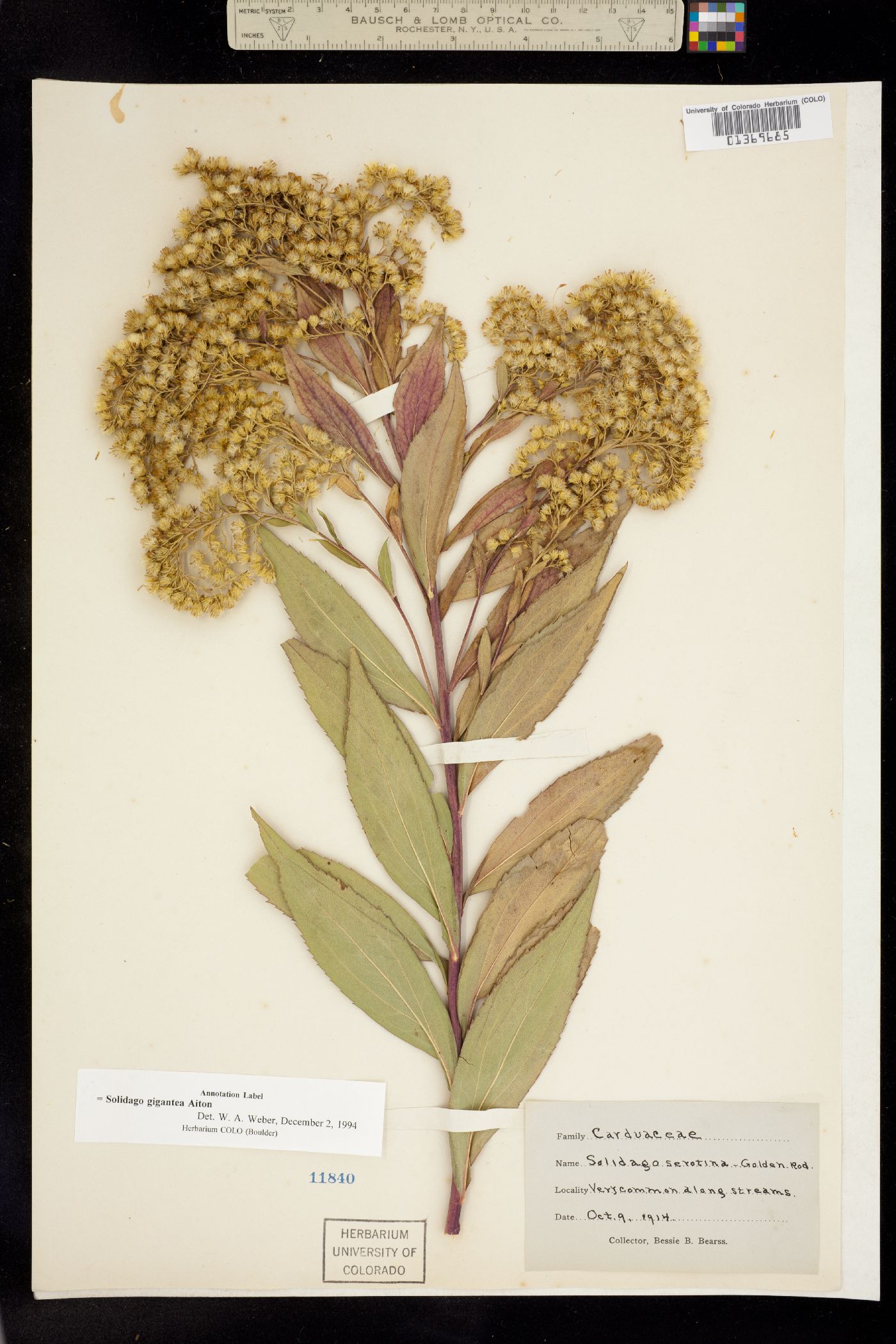 Solidago gigantea image