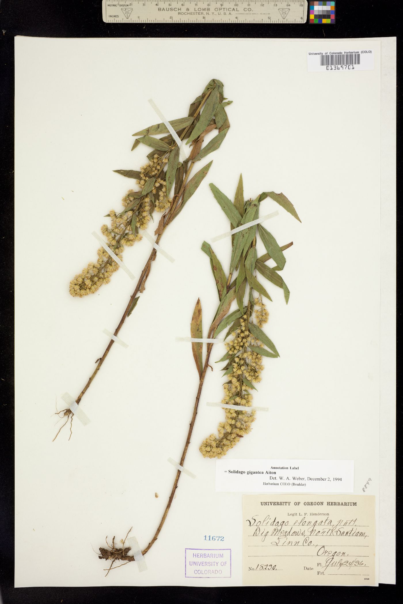 Solidago gigantea image