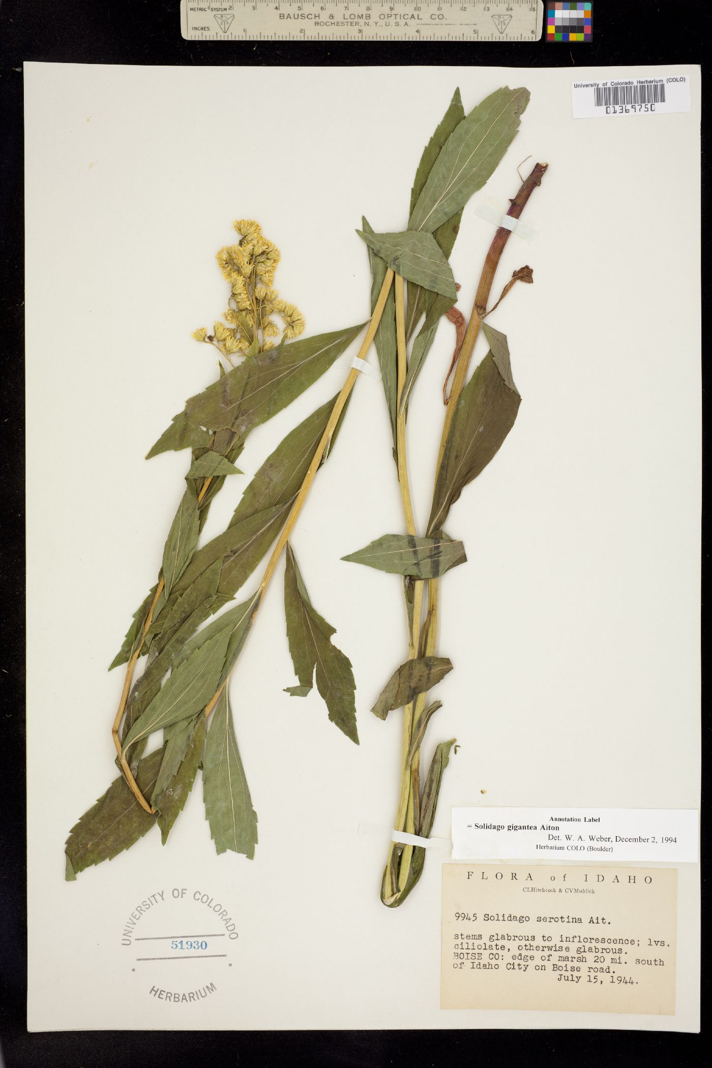 Solidago gigantea image