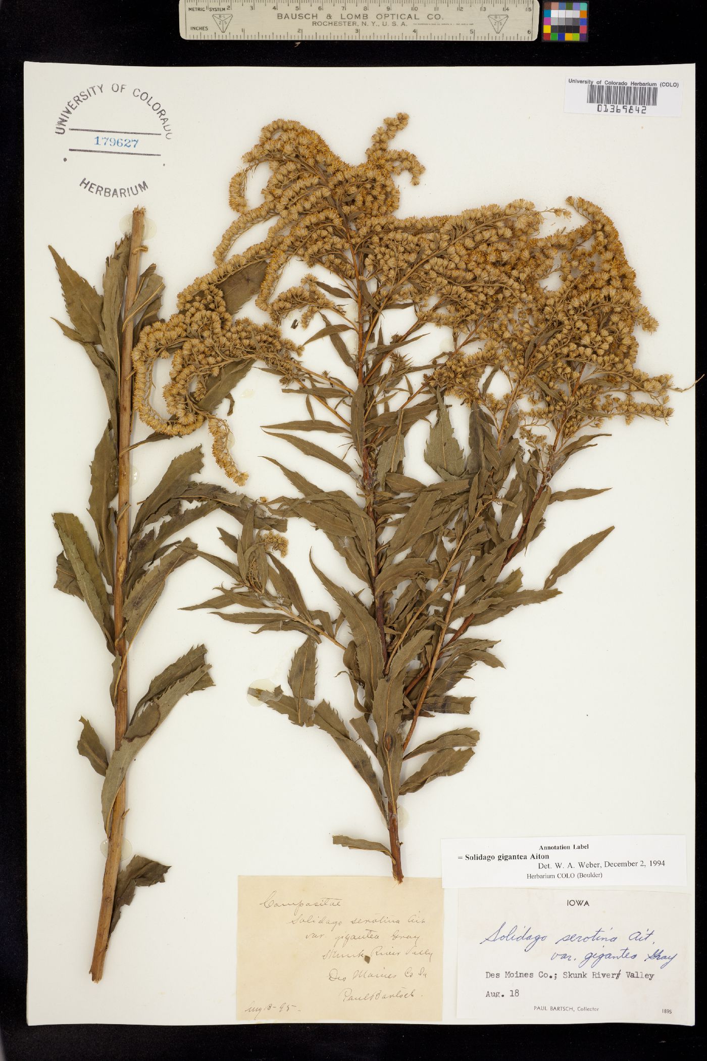 Solidago gigantea image