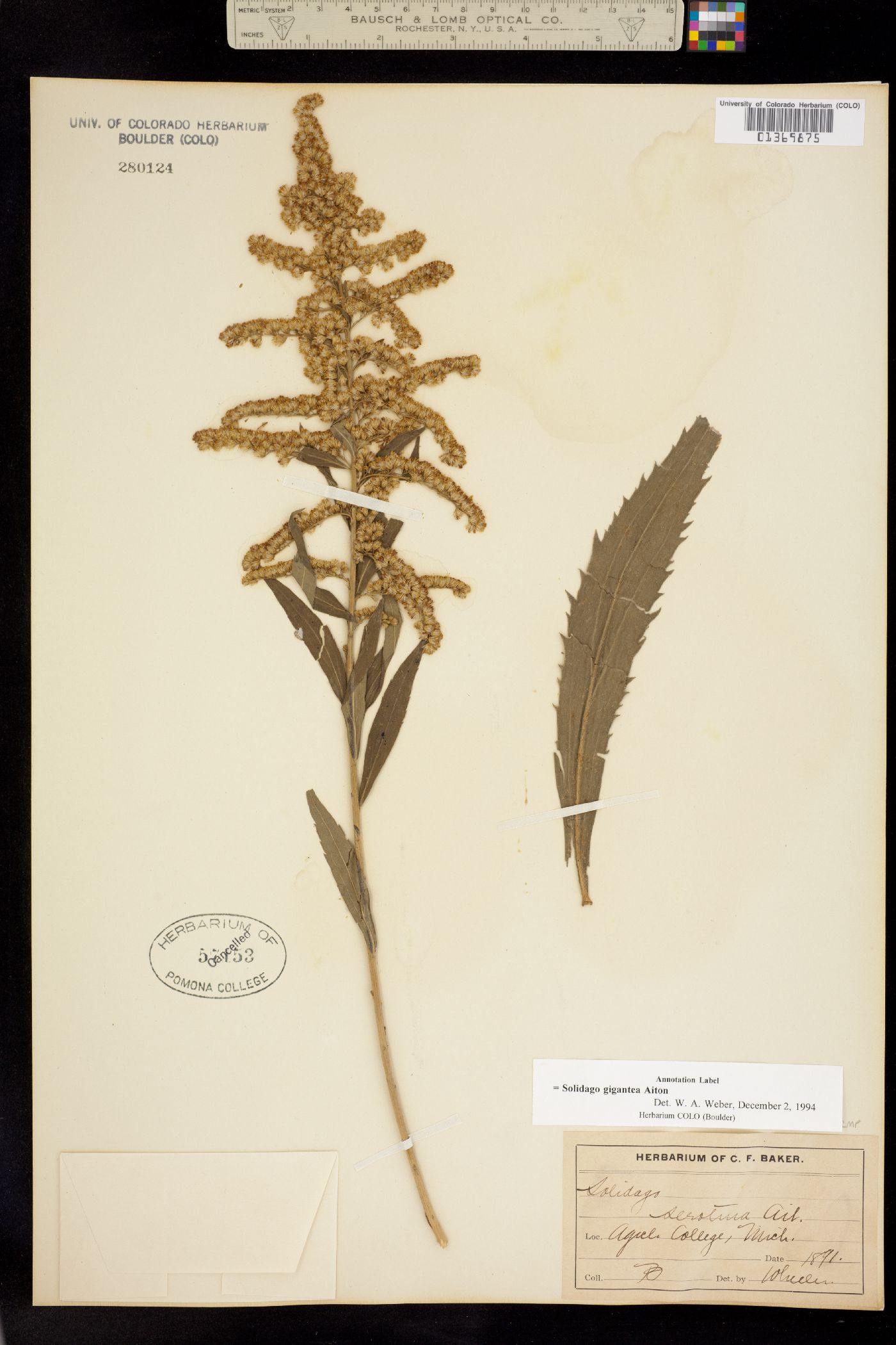 Solidago gigantea image