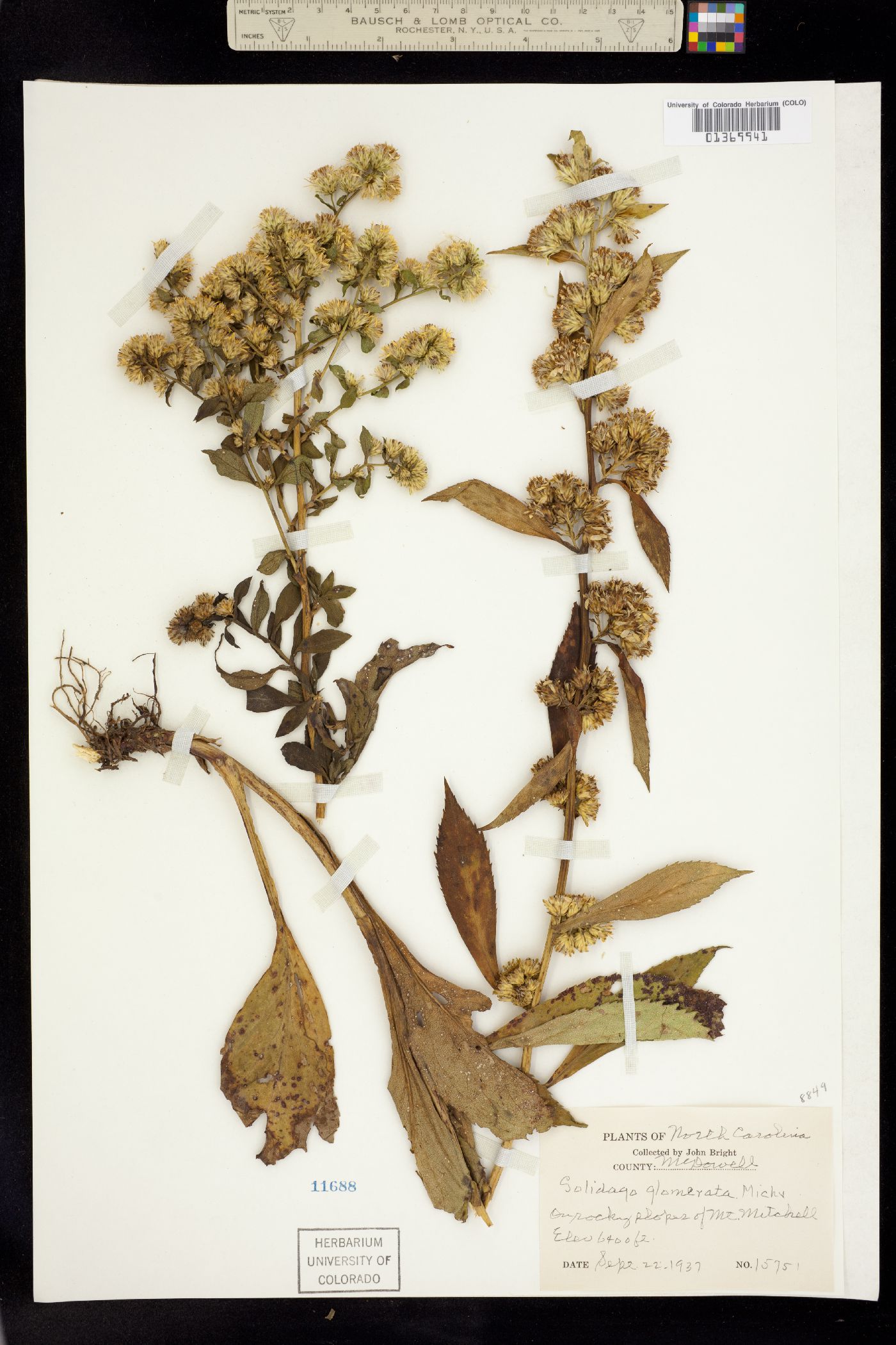 Solidago glomerata image