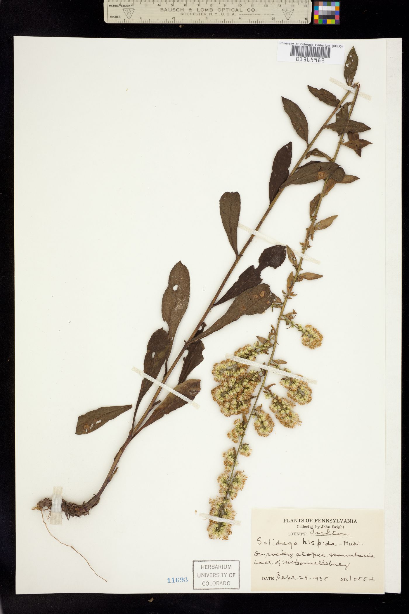 Solidago hispida image