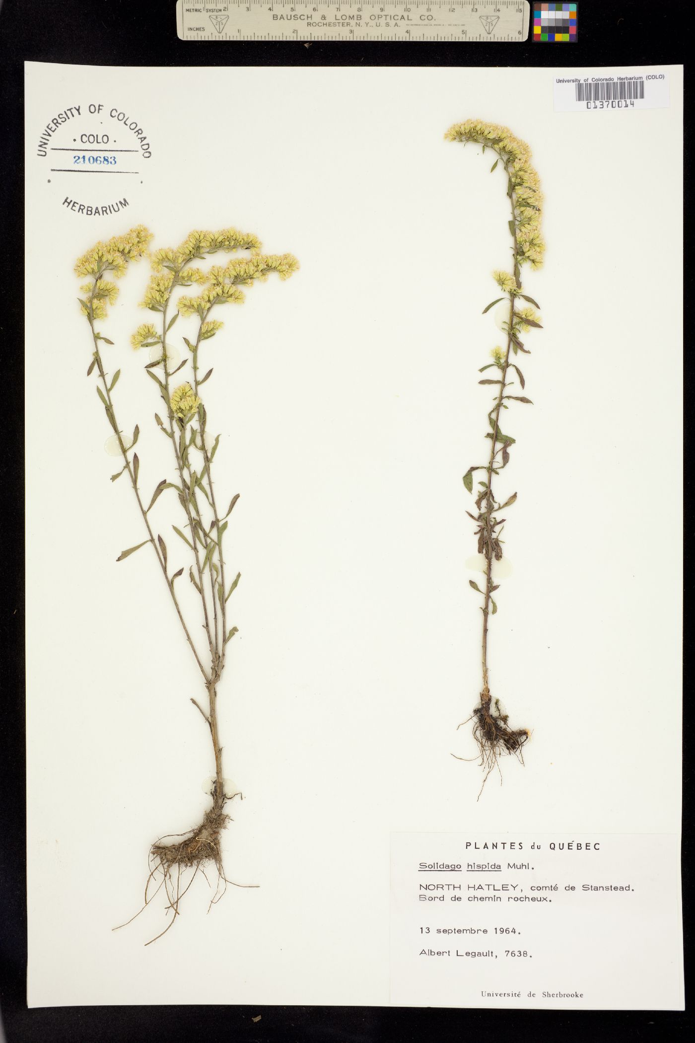 Solidago hispida image