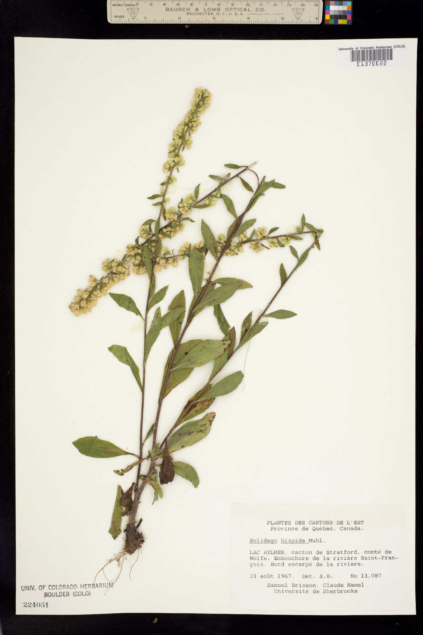 Solidago hispida image