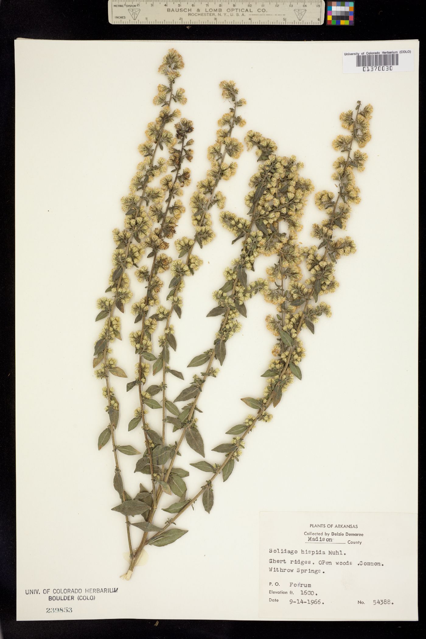 Solidago hispida image