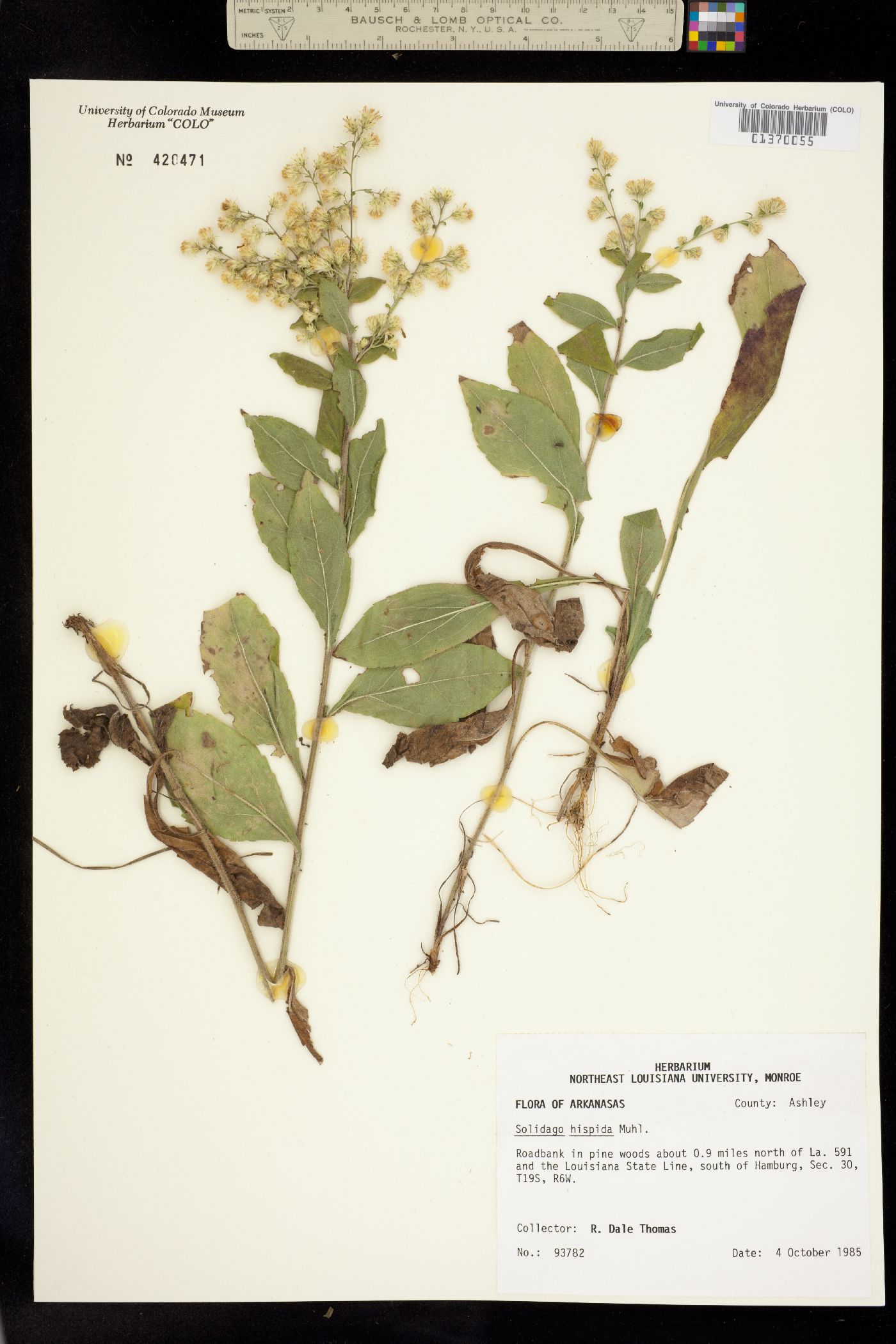 Solidago hispida image