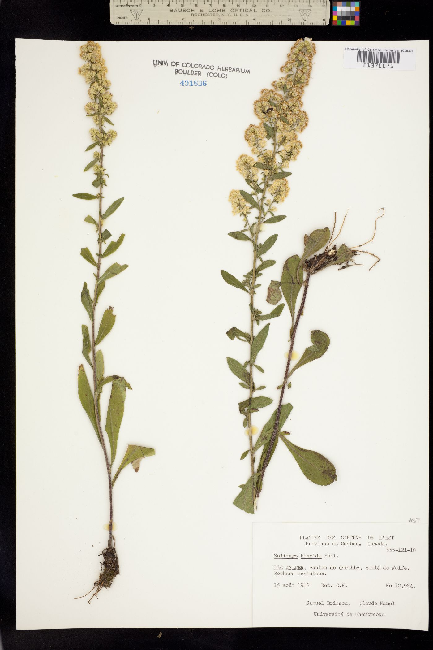 Solidago hispida image