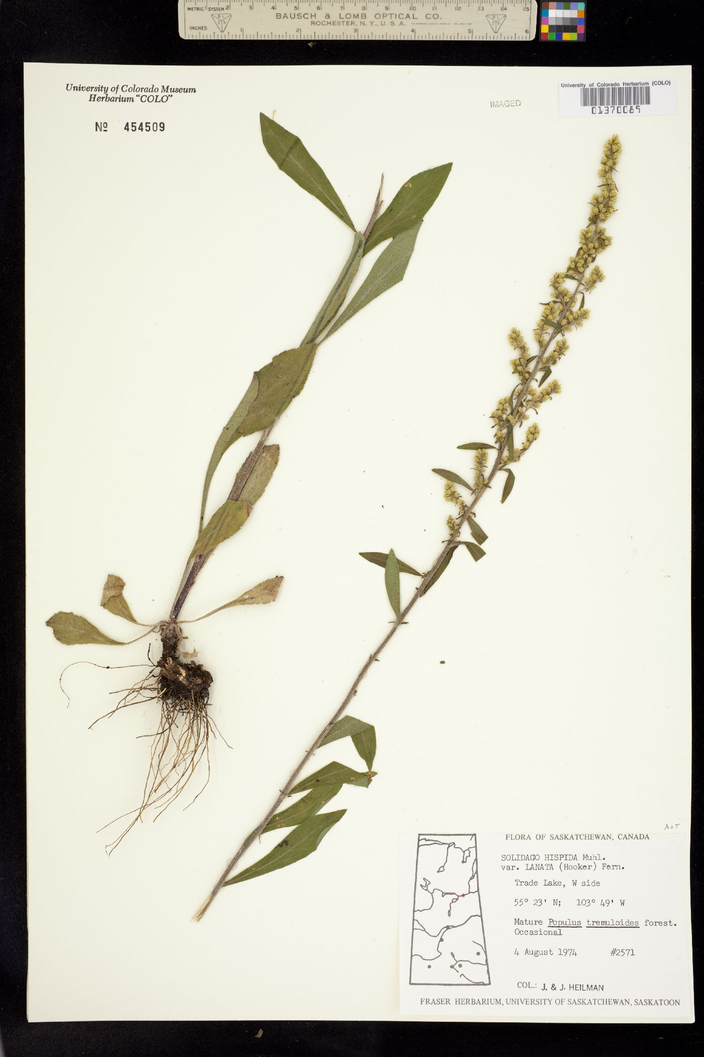Solidago hispida image