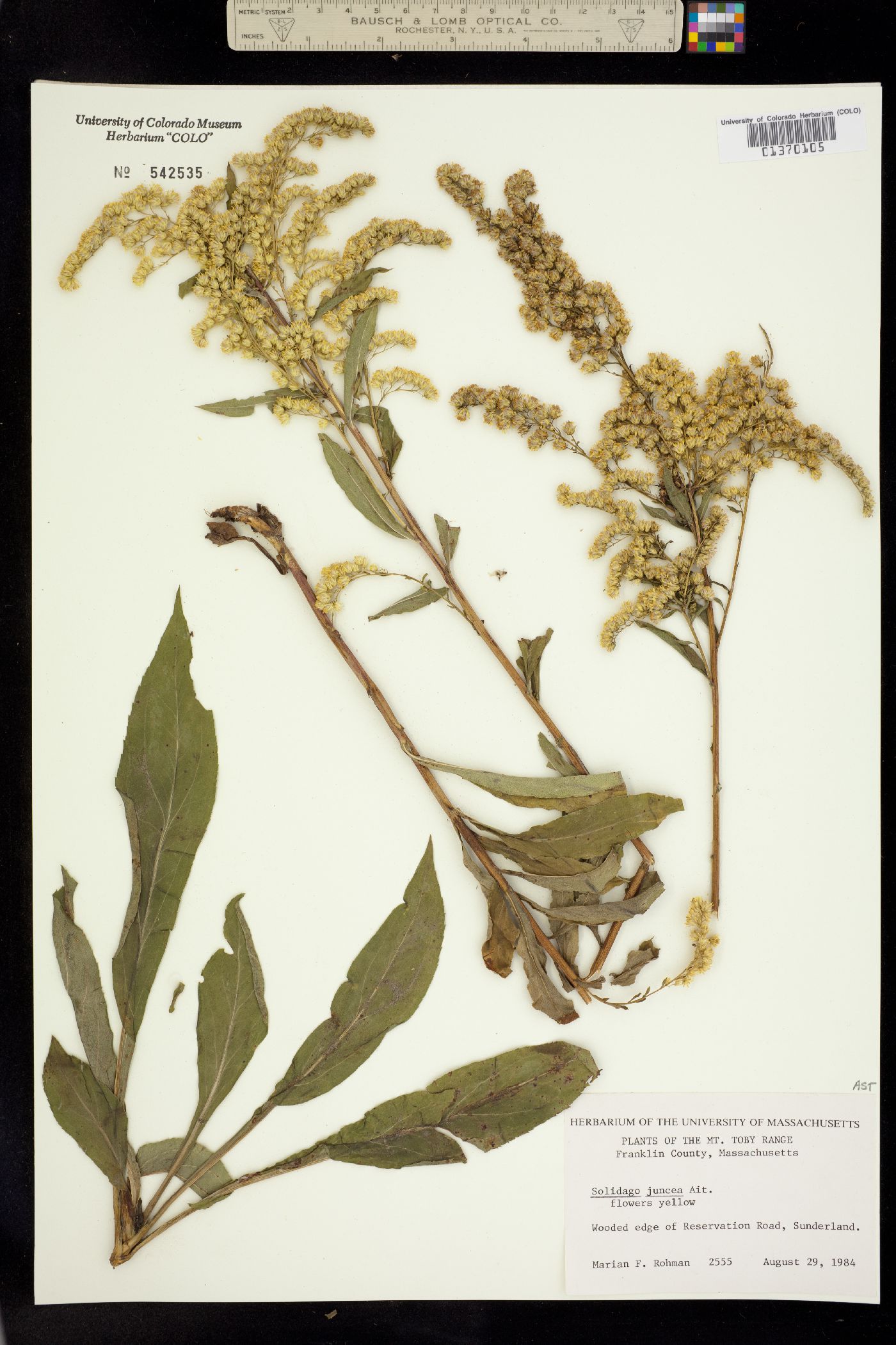 Solidago juncea image