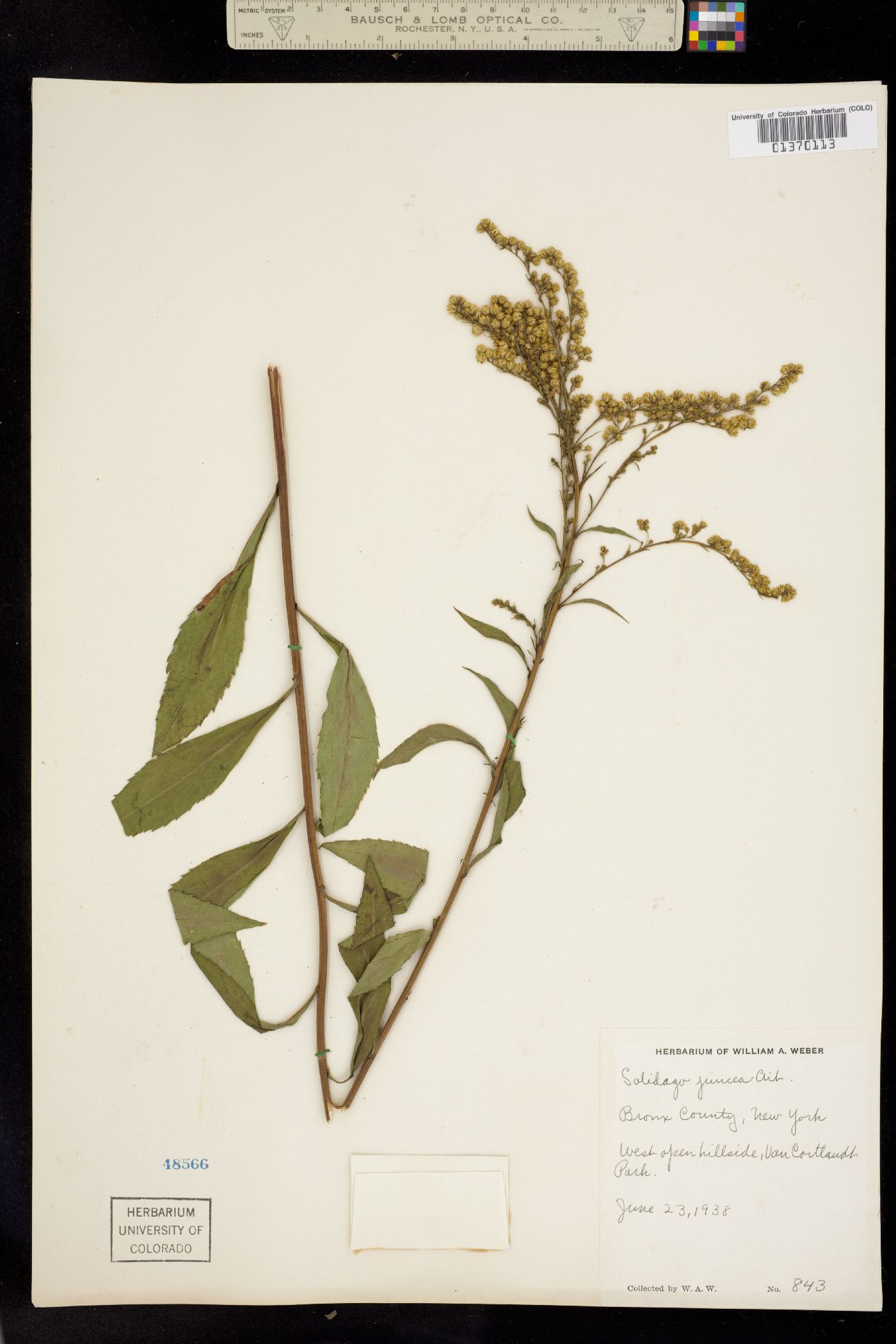 Solidago image