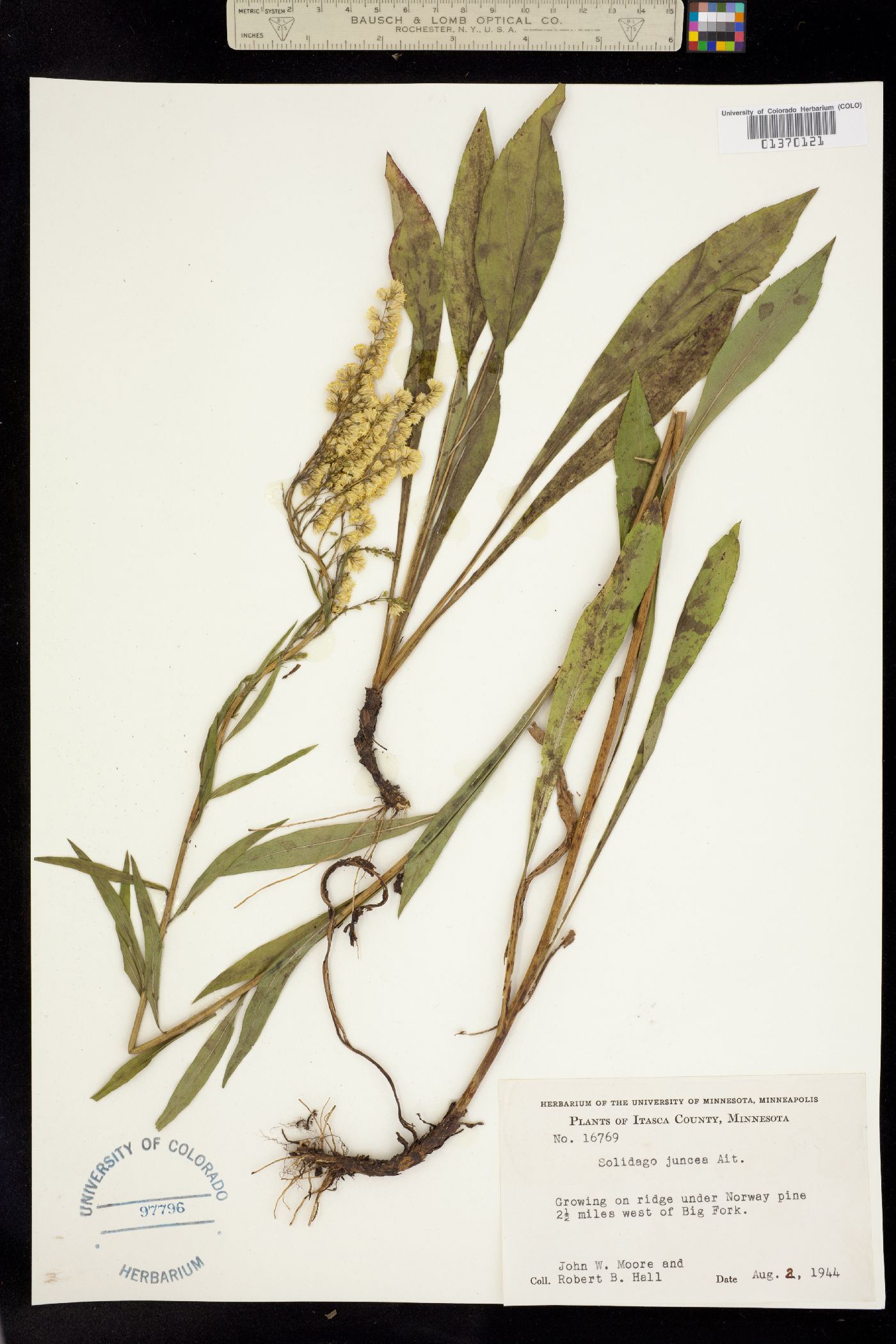 Solidago juncea image