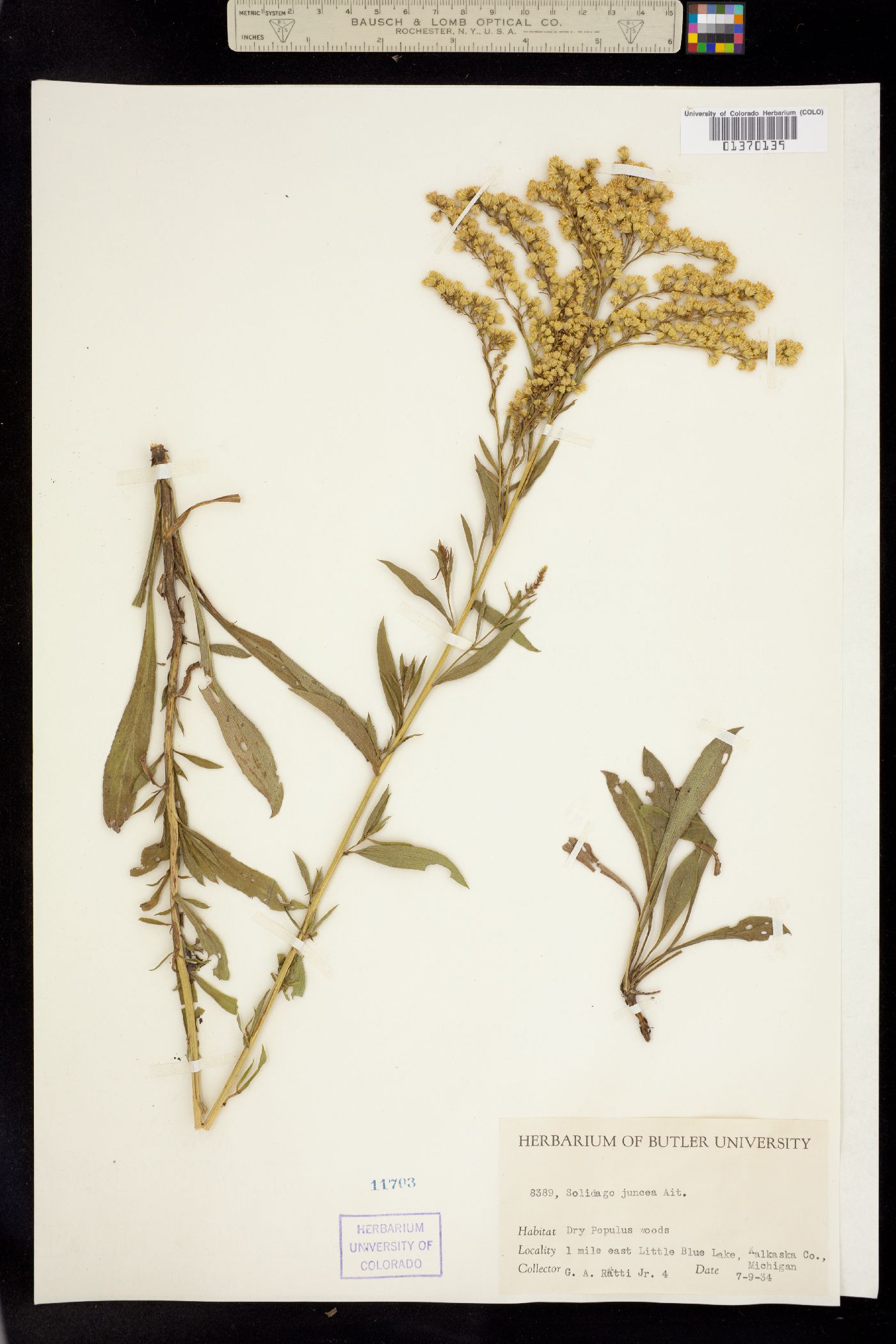 Solidago juncea image