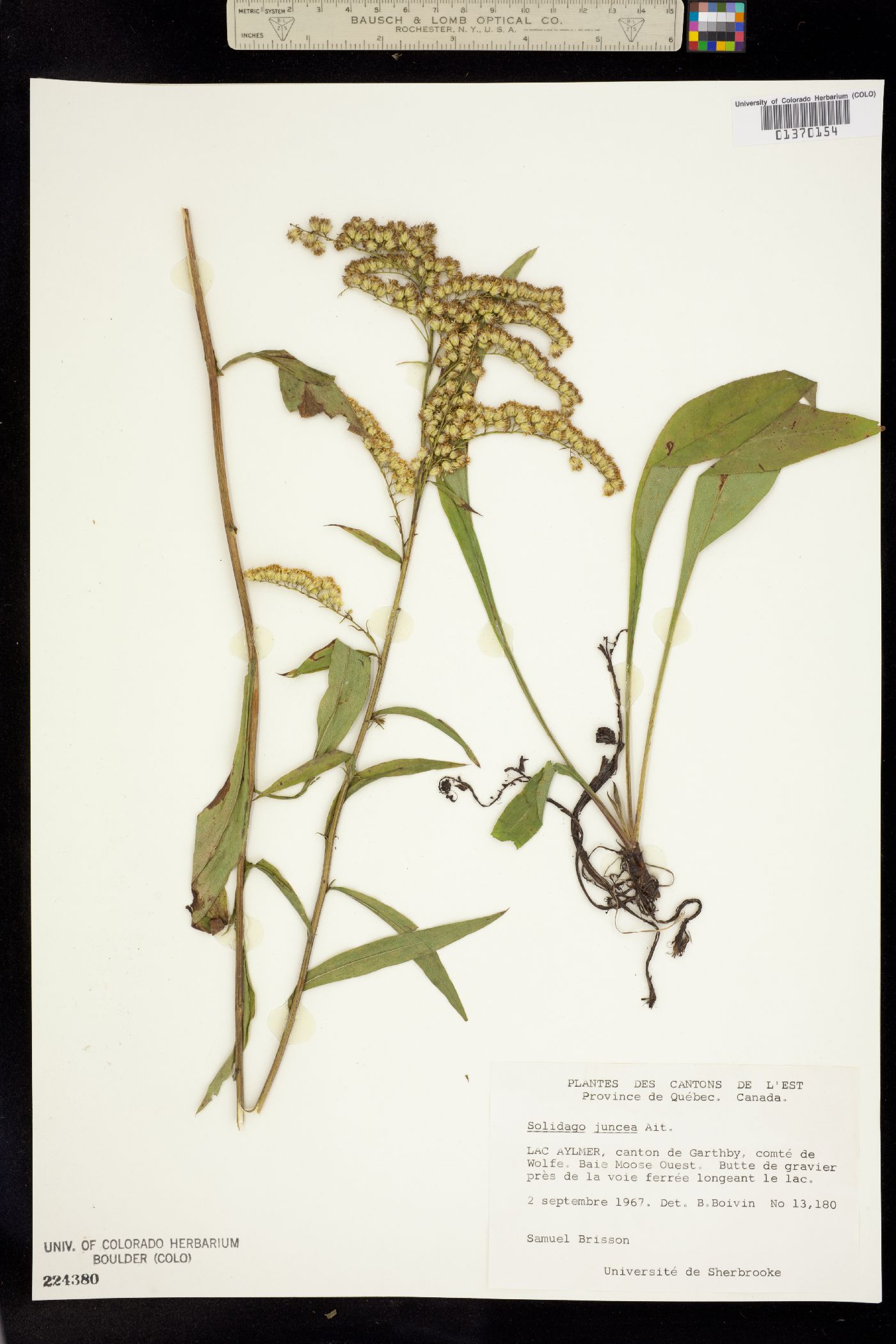 Solidago juncea image