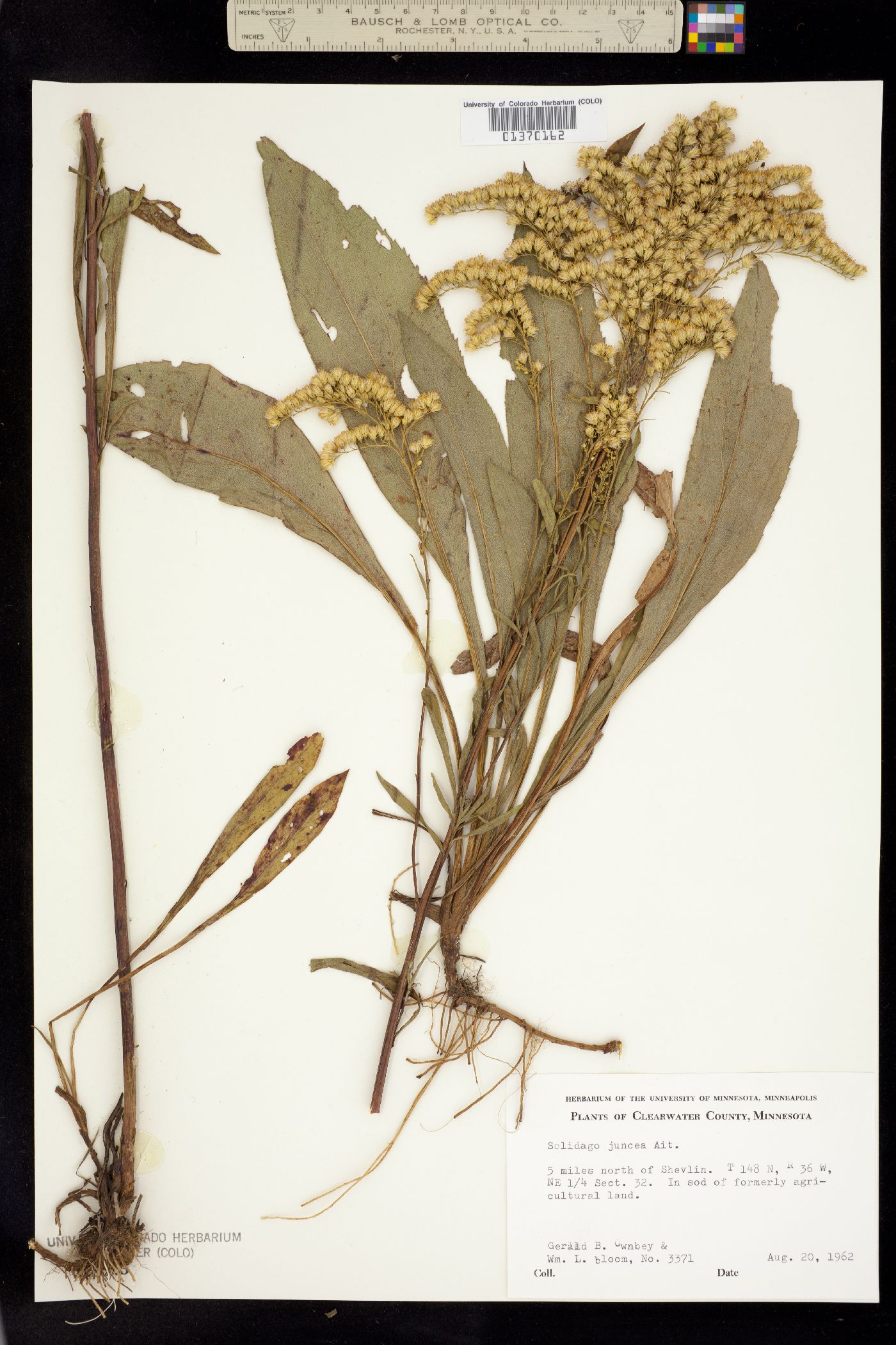 Solidago juncea image