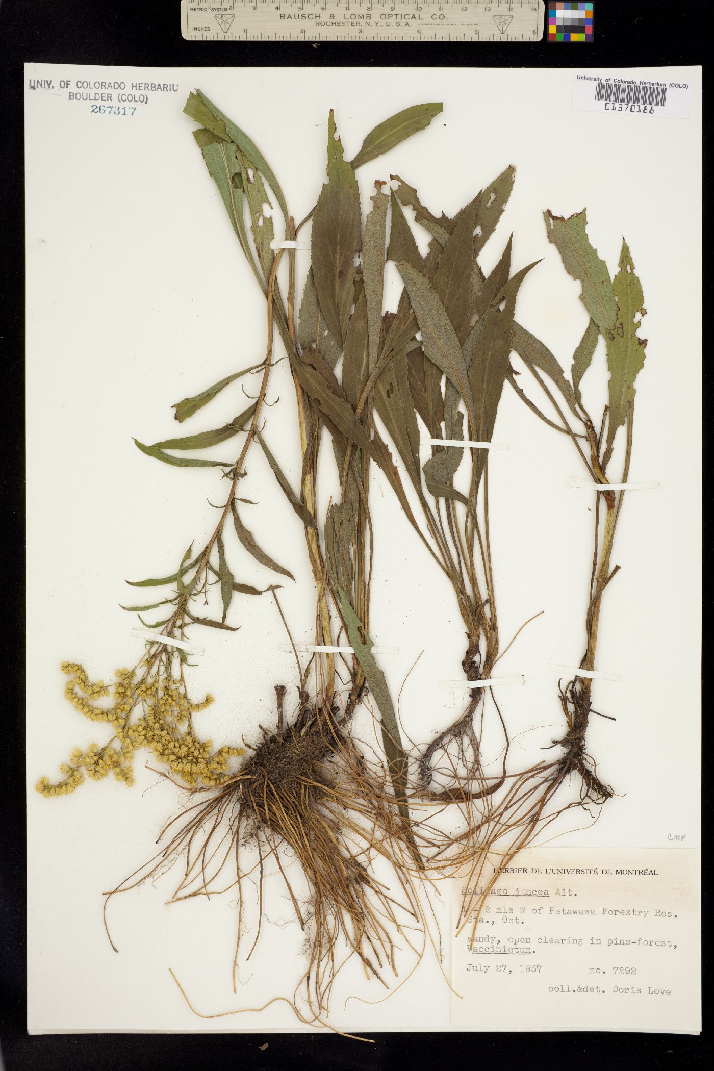 Solidago juncea image