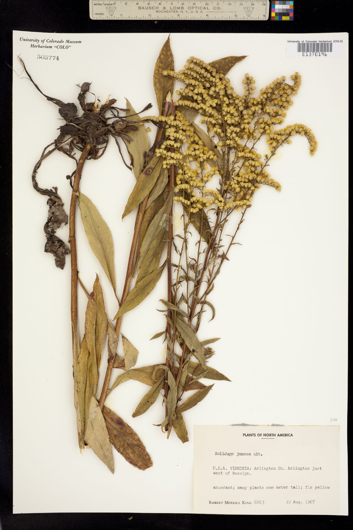 Solidago juncea image