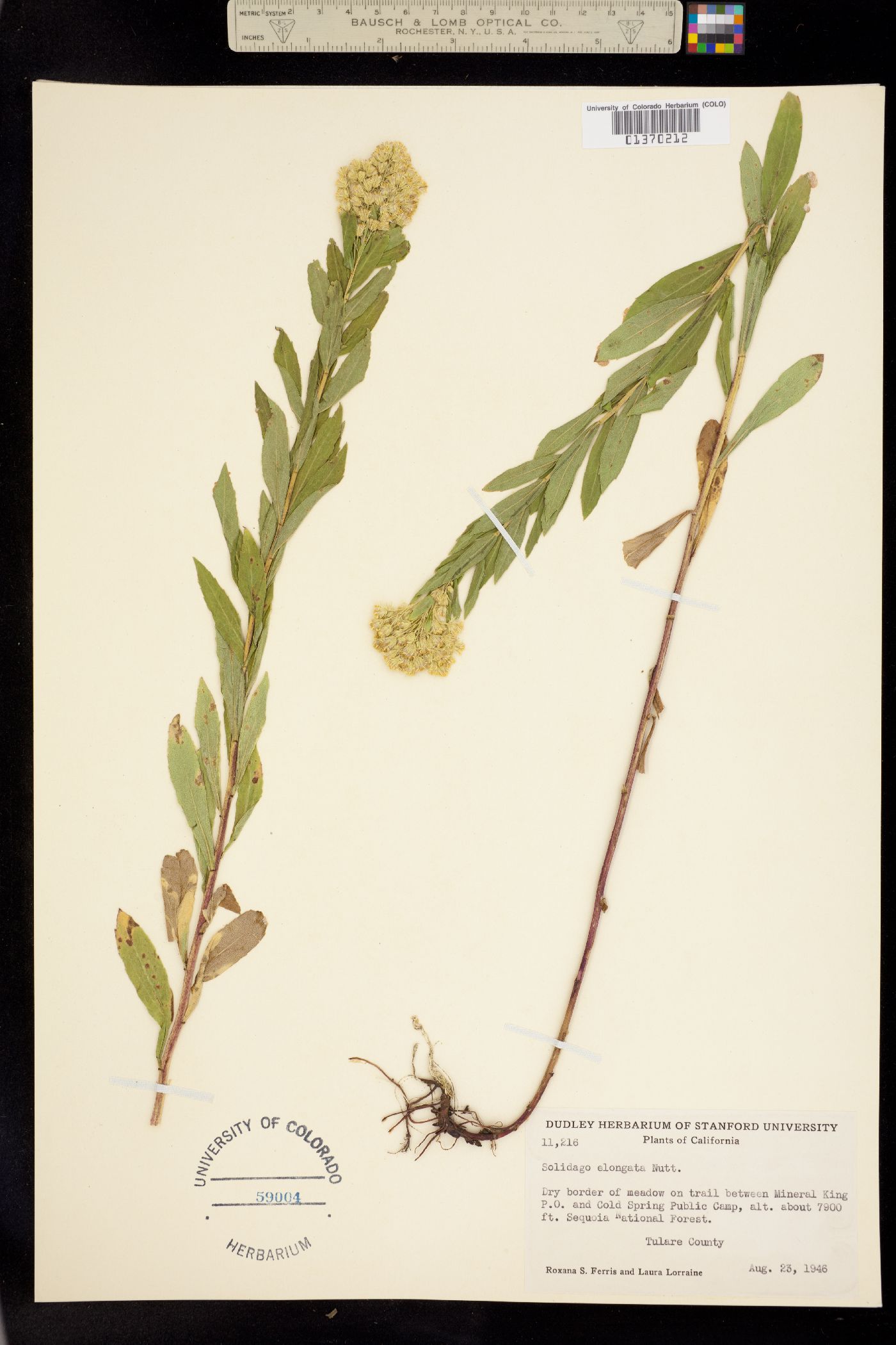 Solidago lepida image