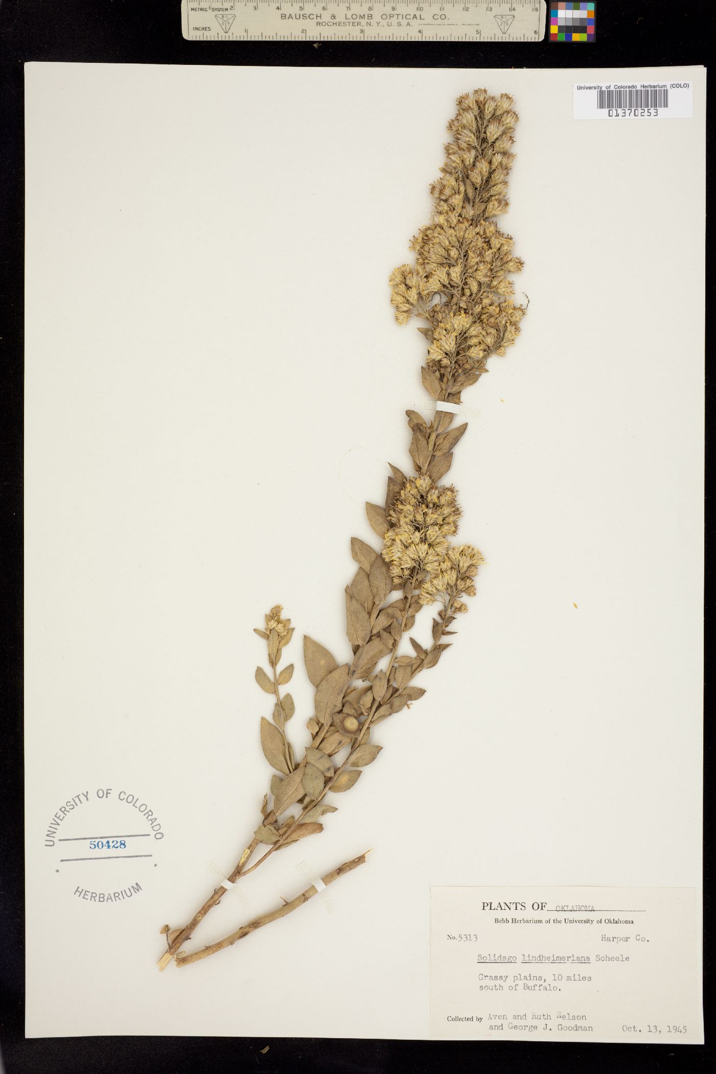 Solidago lindheimeriana image