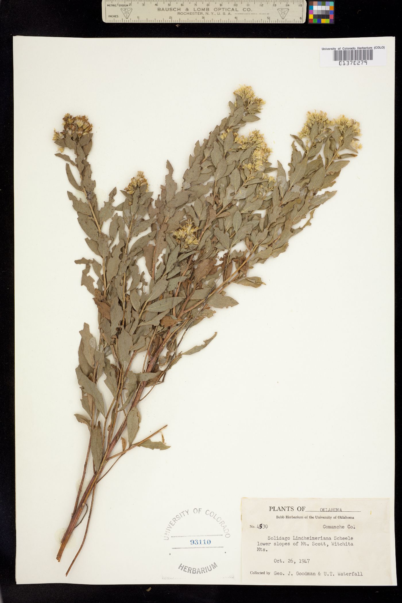 Solidago petiolaris image