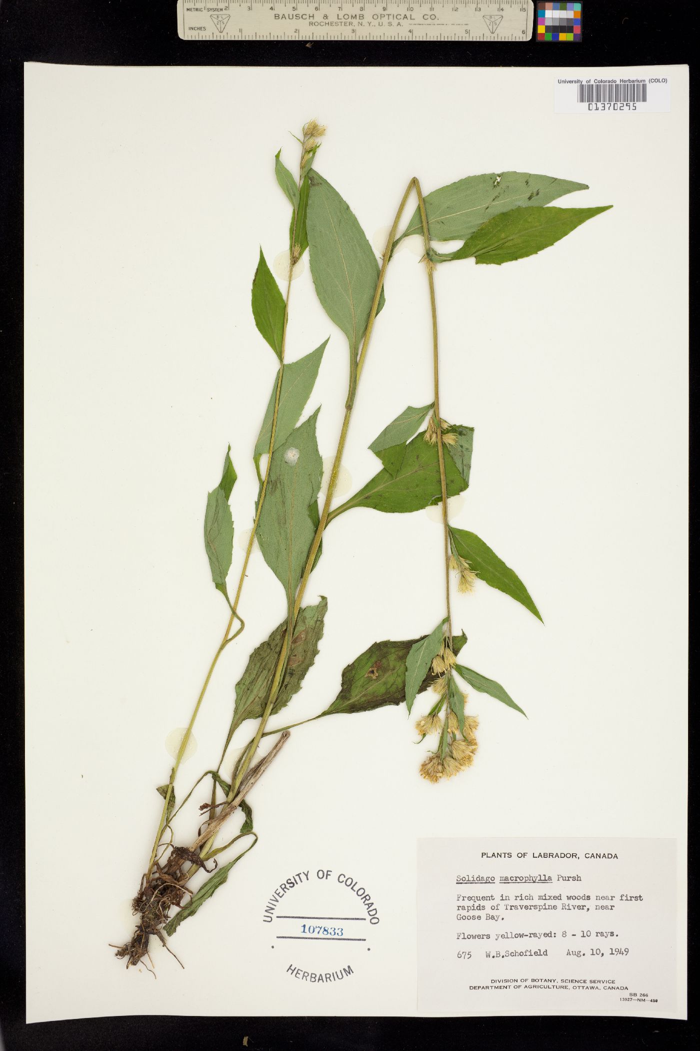 Solidago macrophylla image