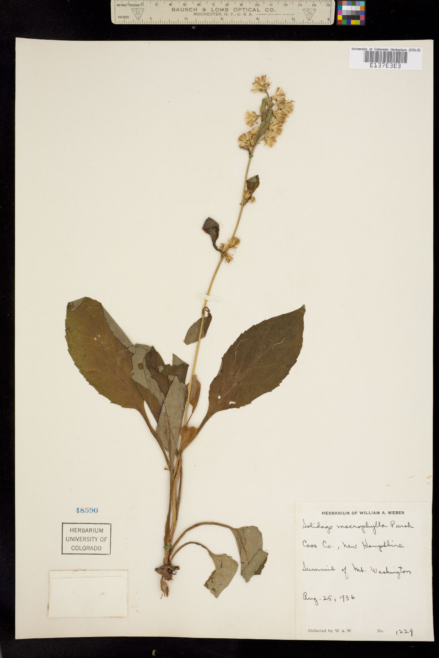 Solidago macrophylla image