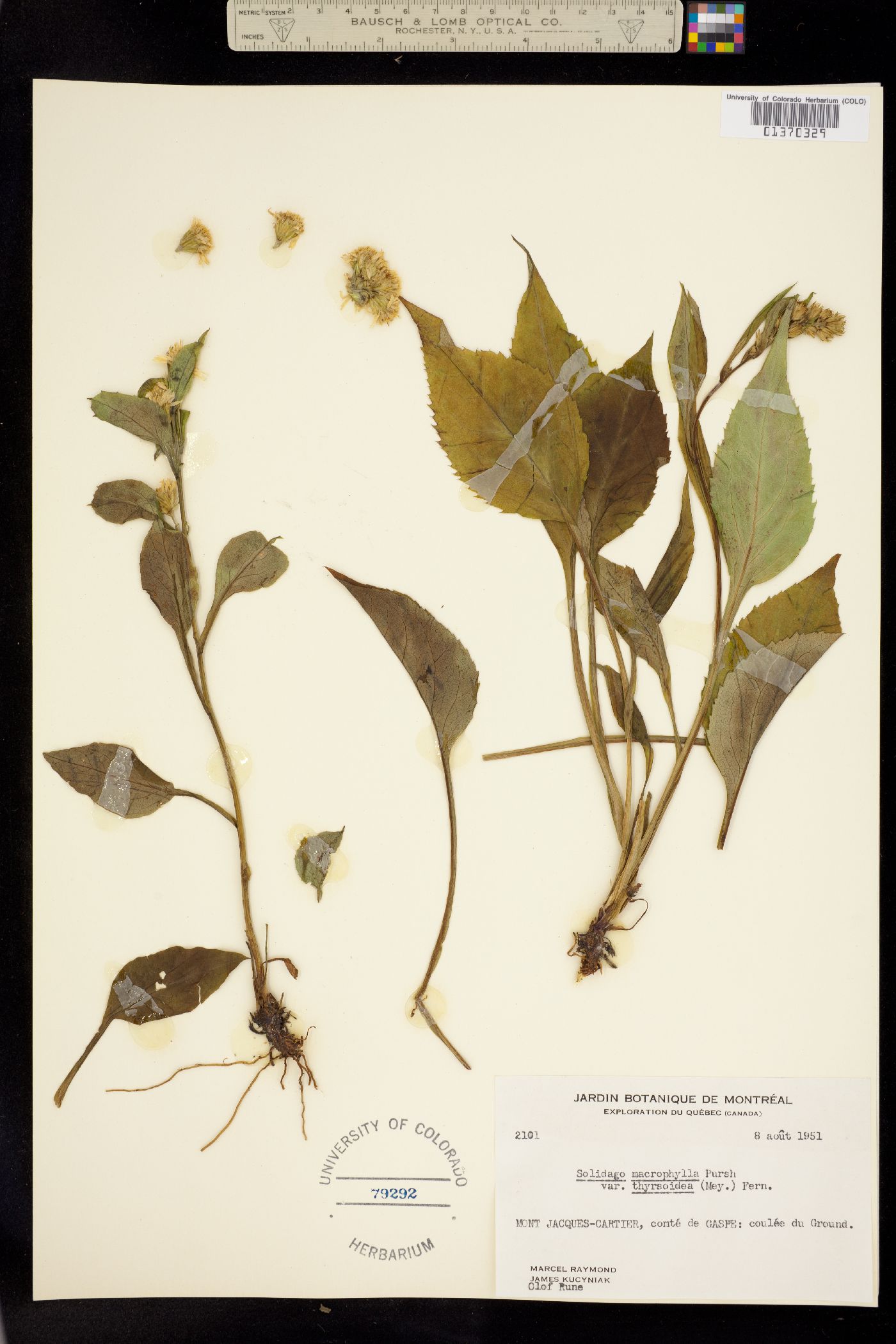 Solidago macrophylla image