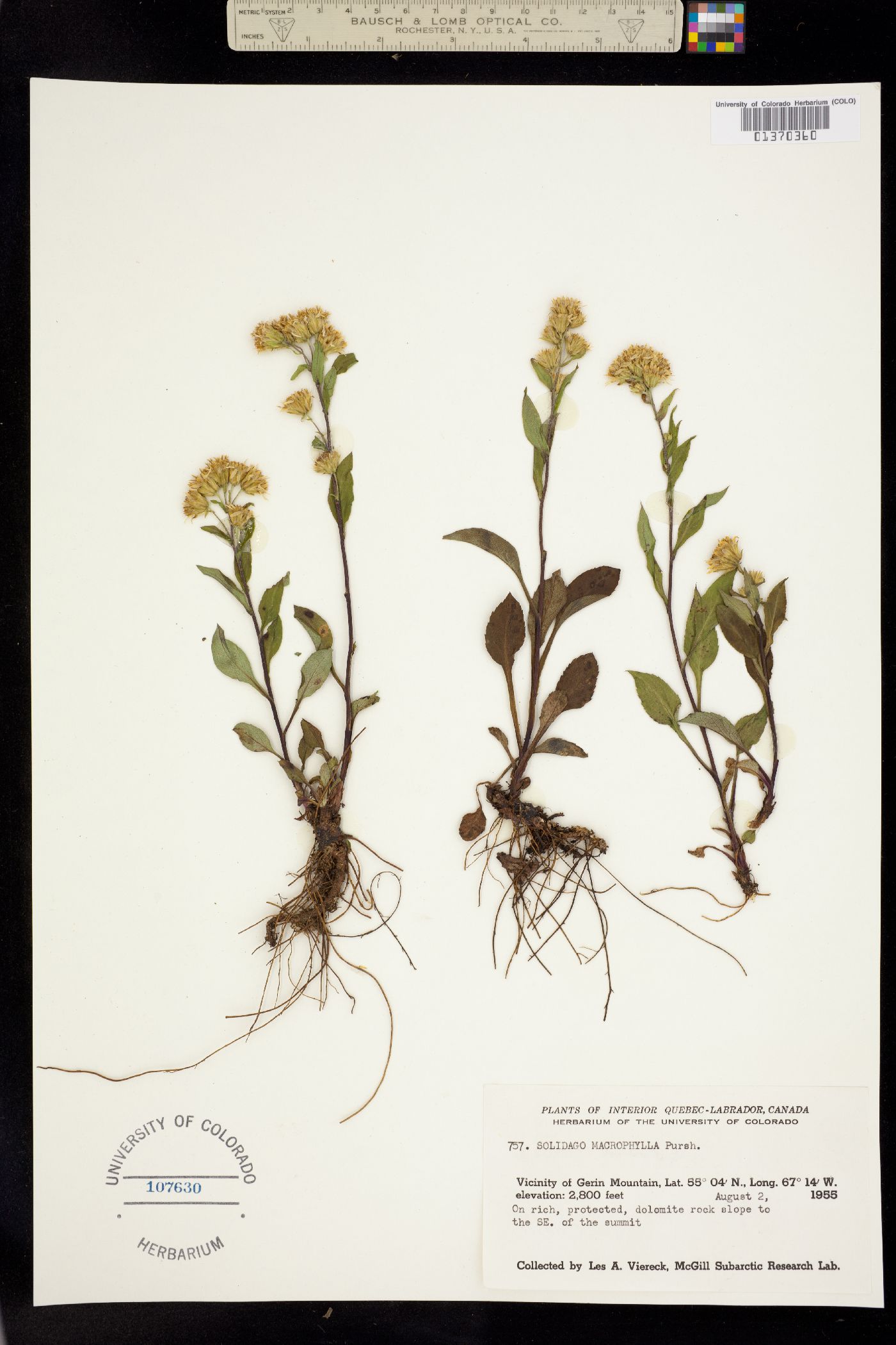 Solidago macrophylla image