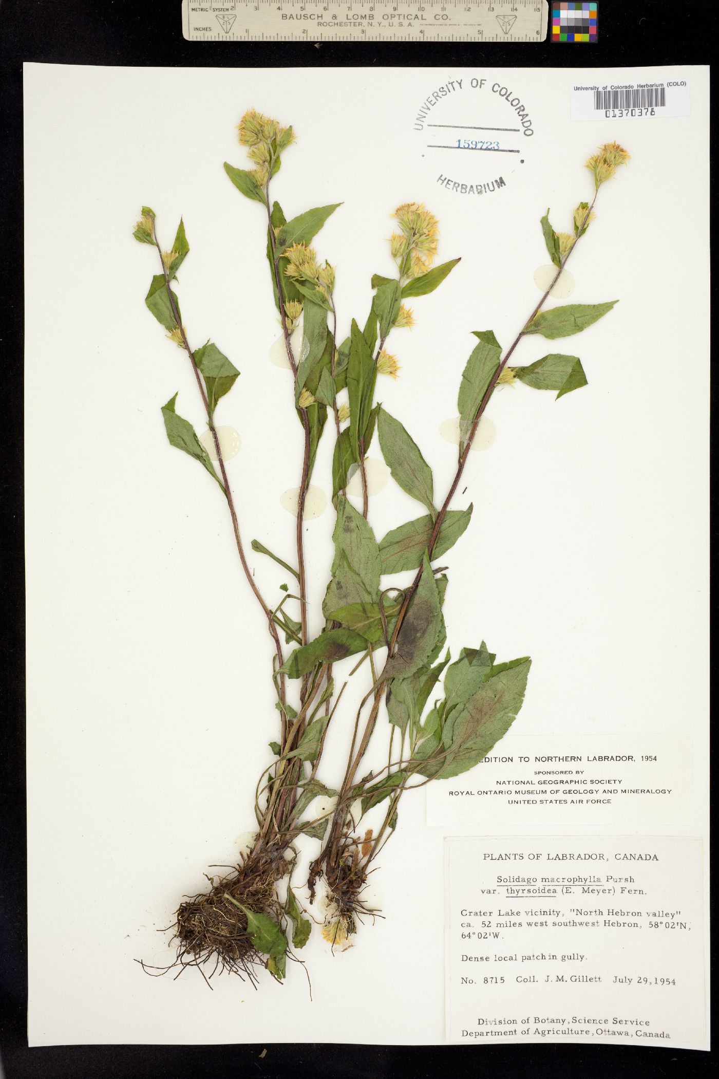 Solidago macrophylla image