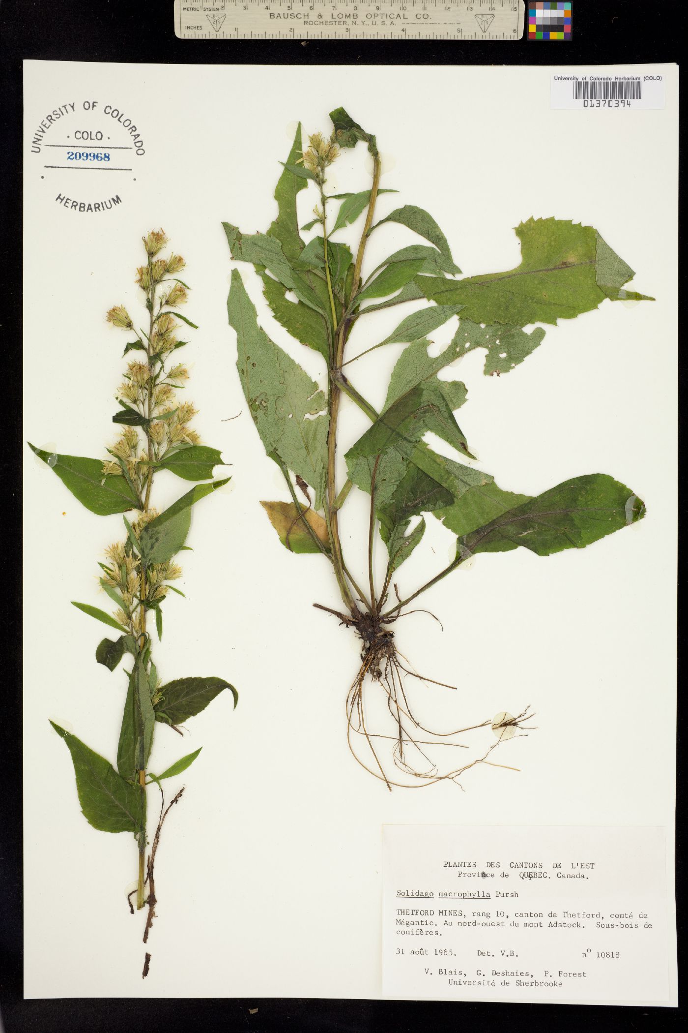 Solidago macrophylla image