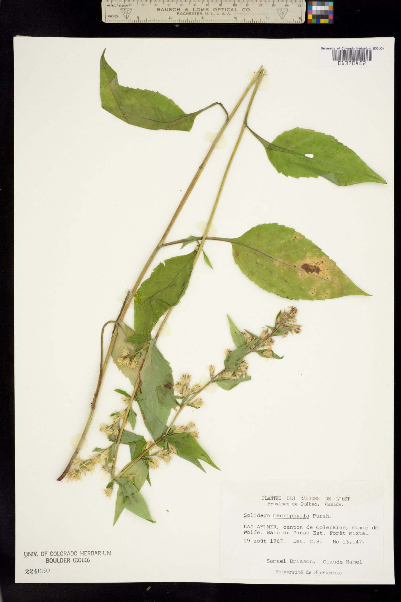 Solidago macrophylla image