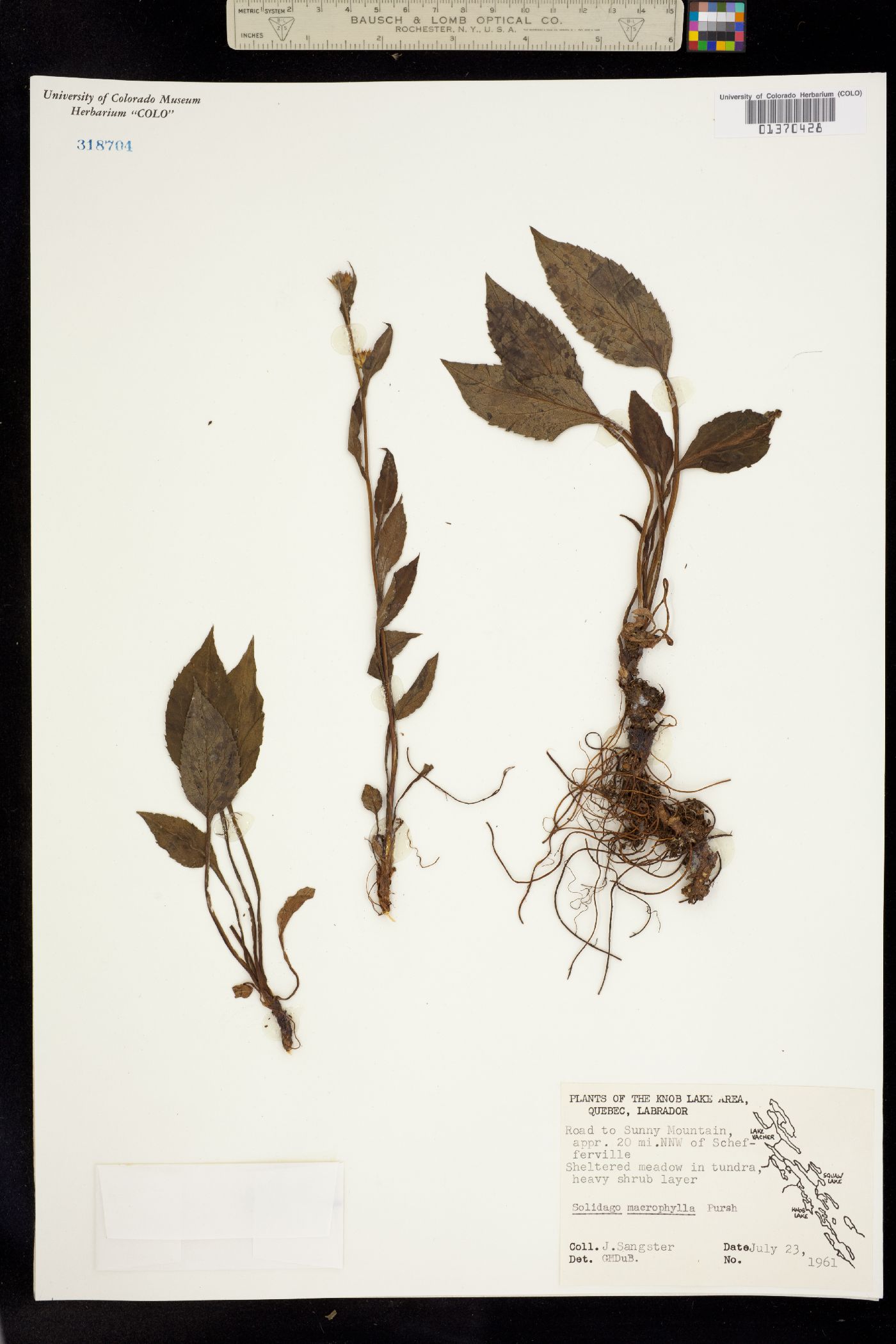 Solidago macrophylla image