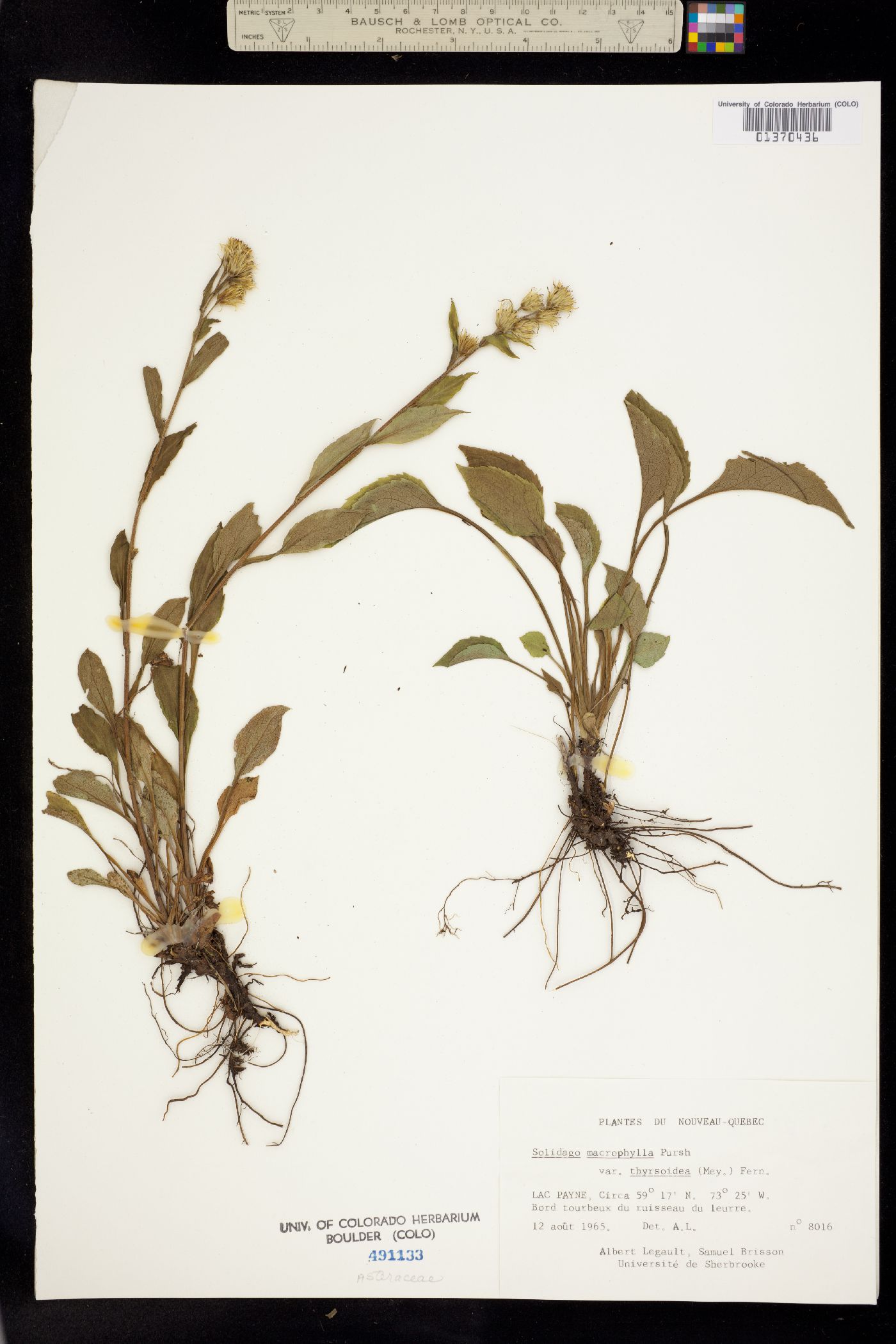 Solidago macrophylla image