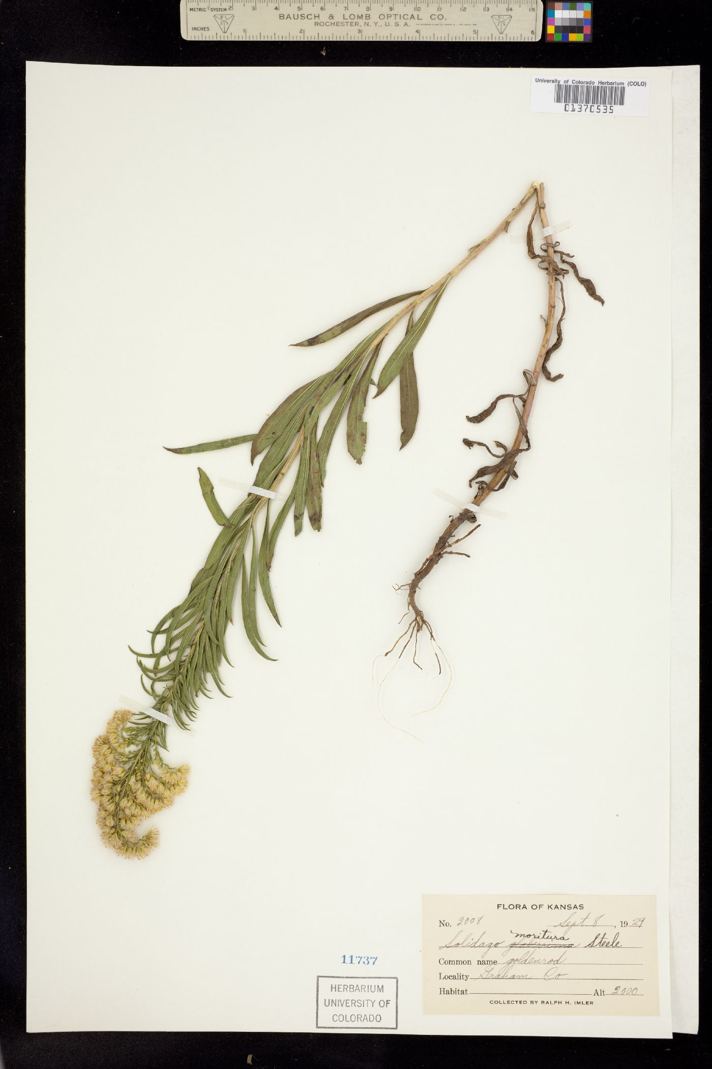Solidago image