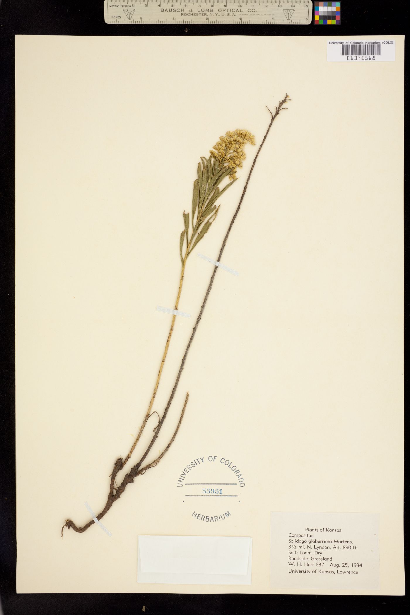 Solidago missouriensis image