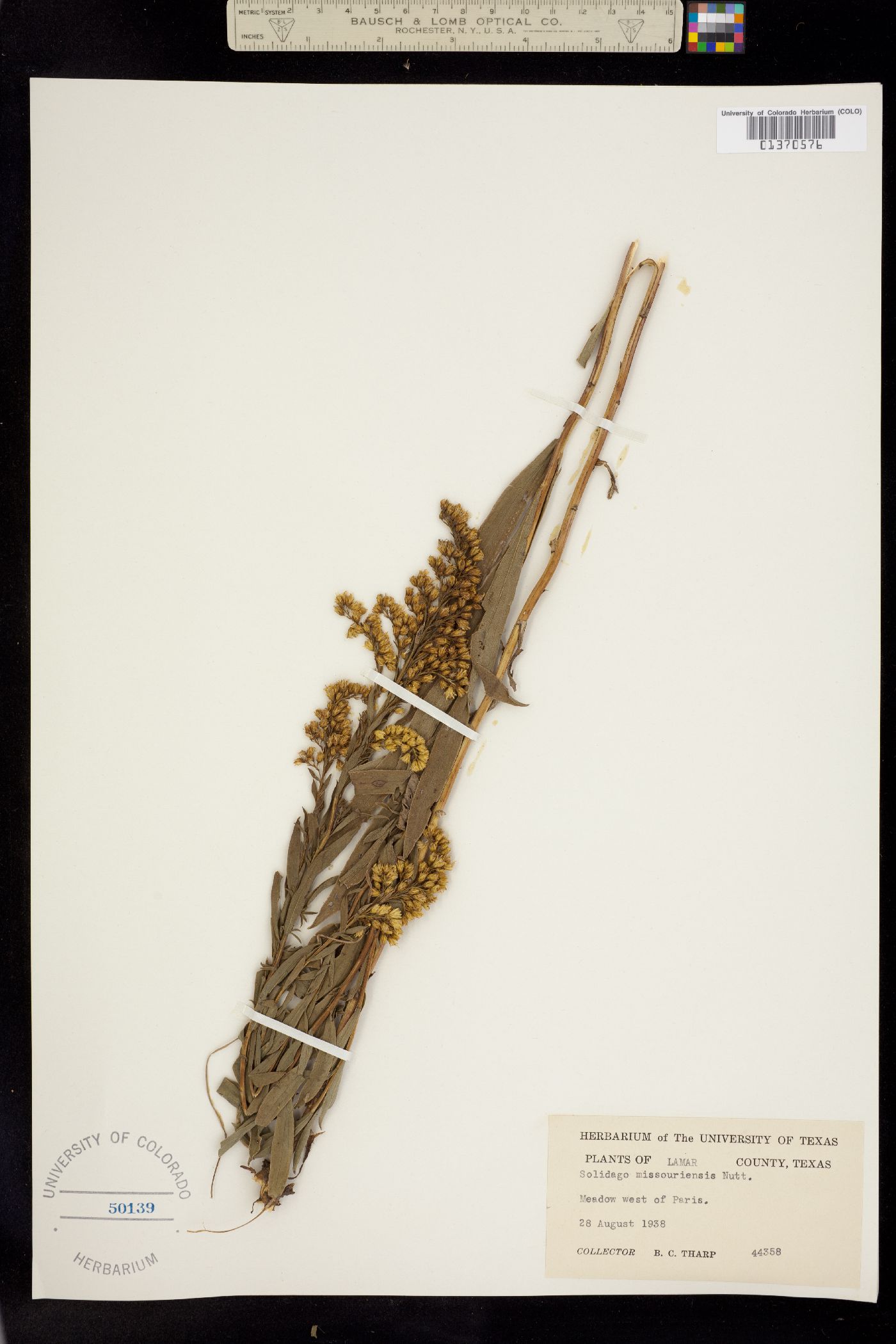 Solidago missouriensis image