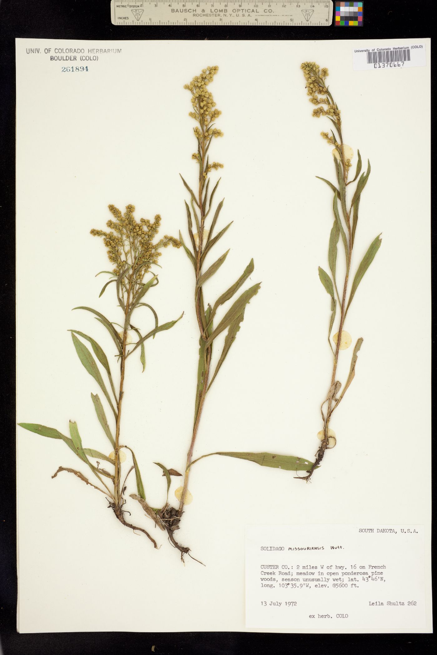 Solidago missouriensis image