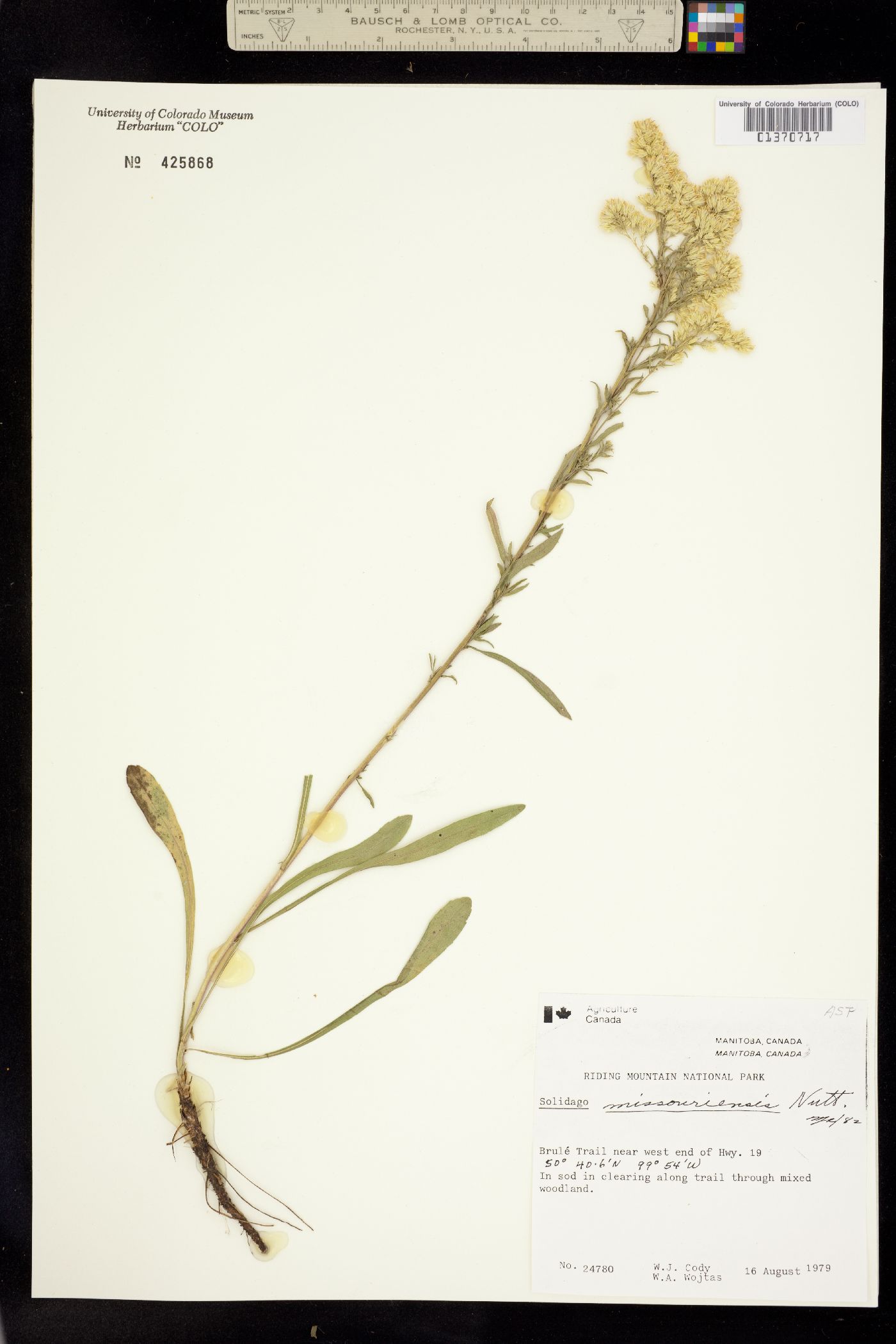 Solidago missouriensis image