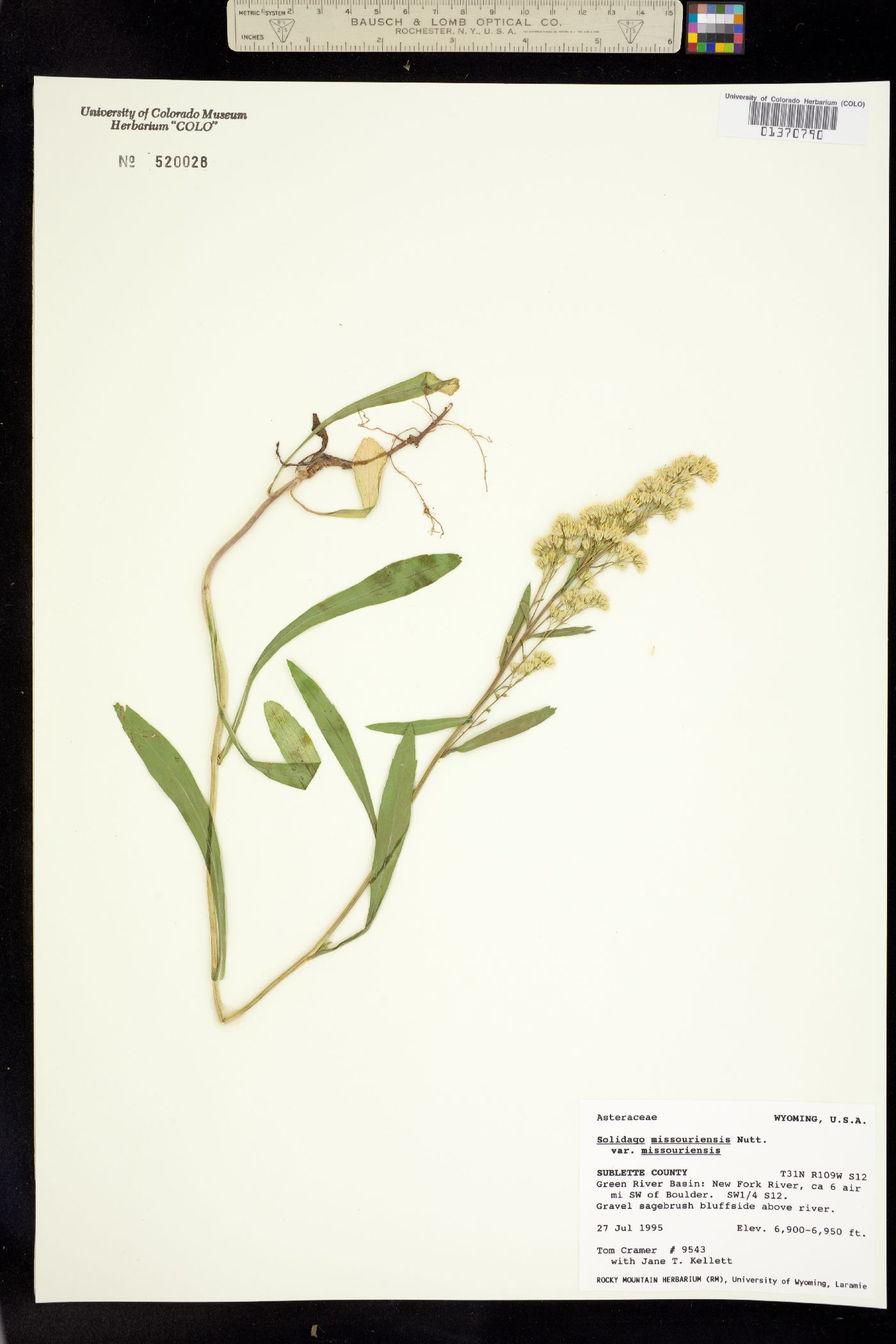 Solidago image