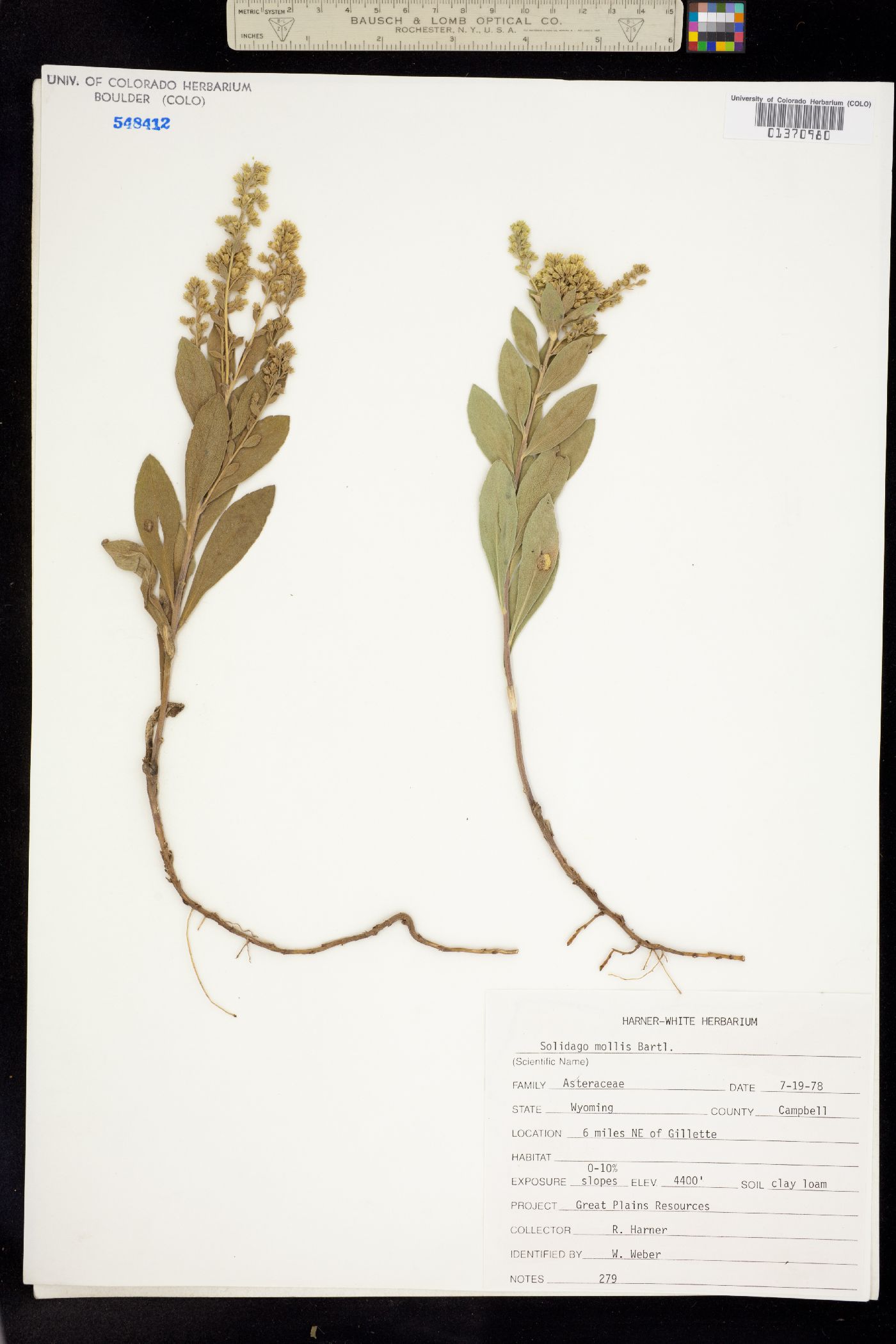 Solidago mollis image