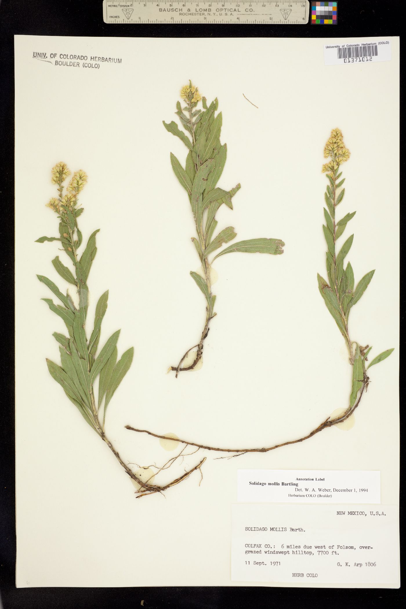 Solidago mollis image