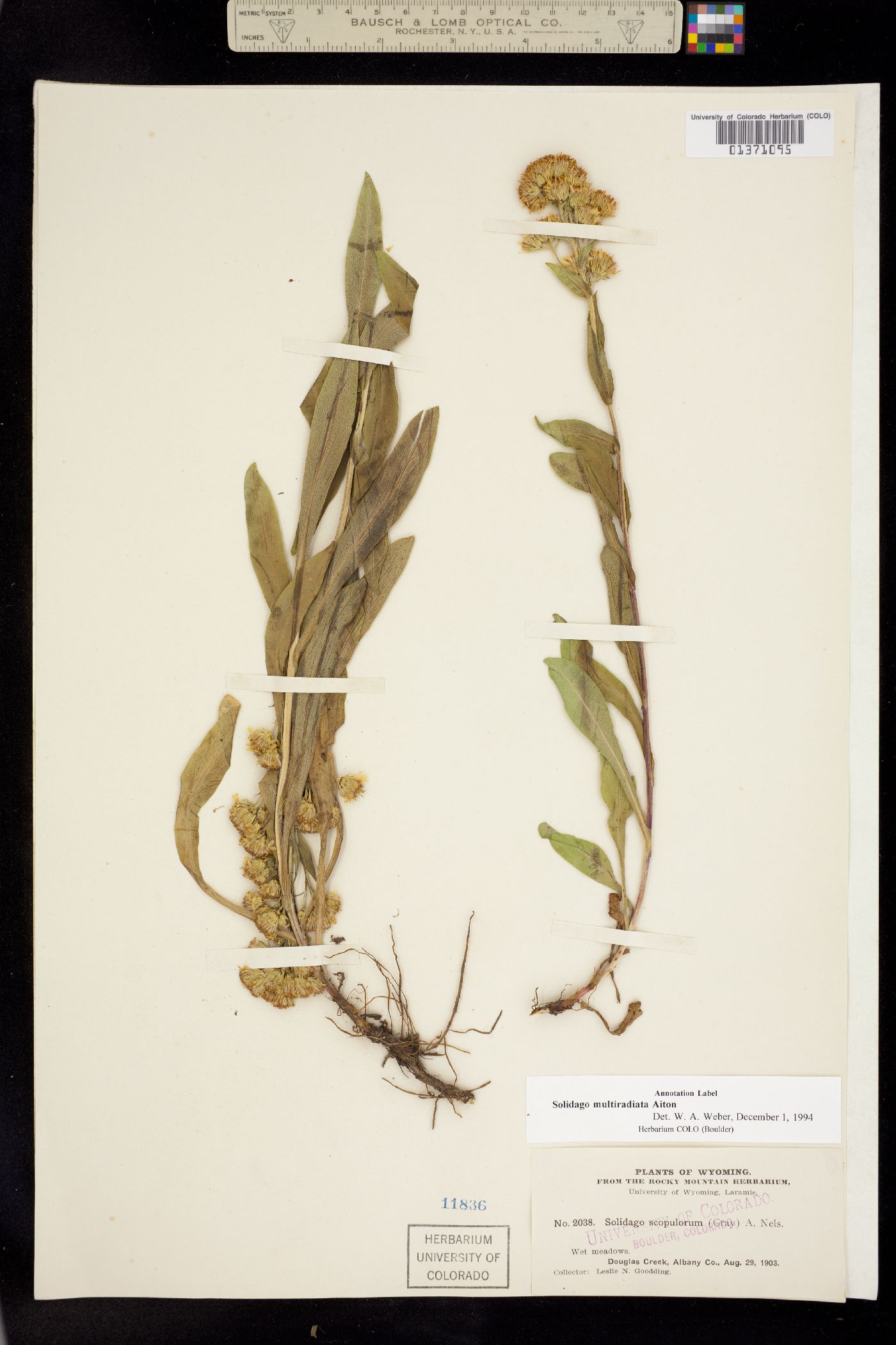 Solidago multiradiata image