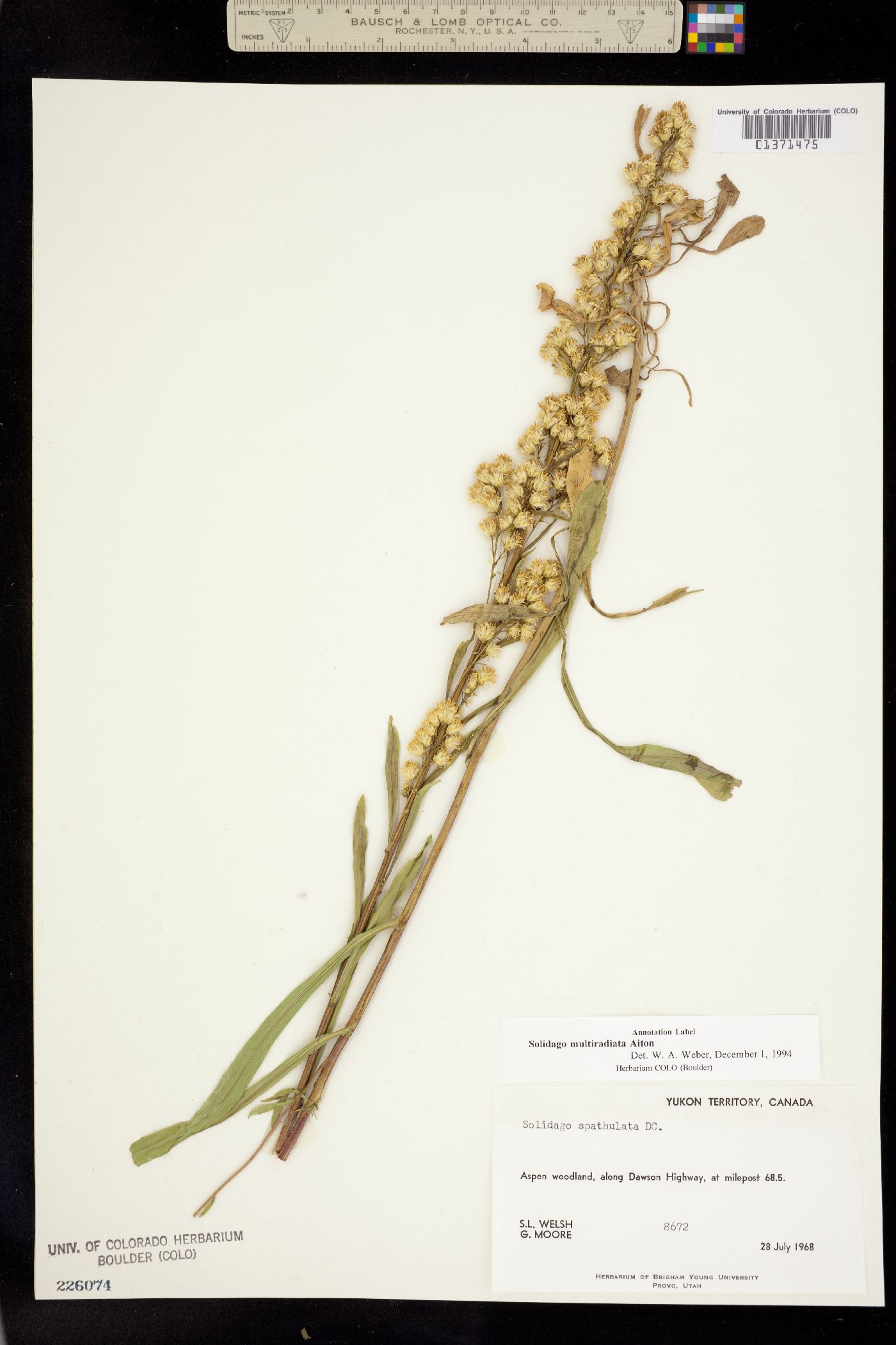 Solidago multiradiata image
