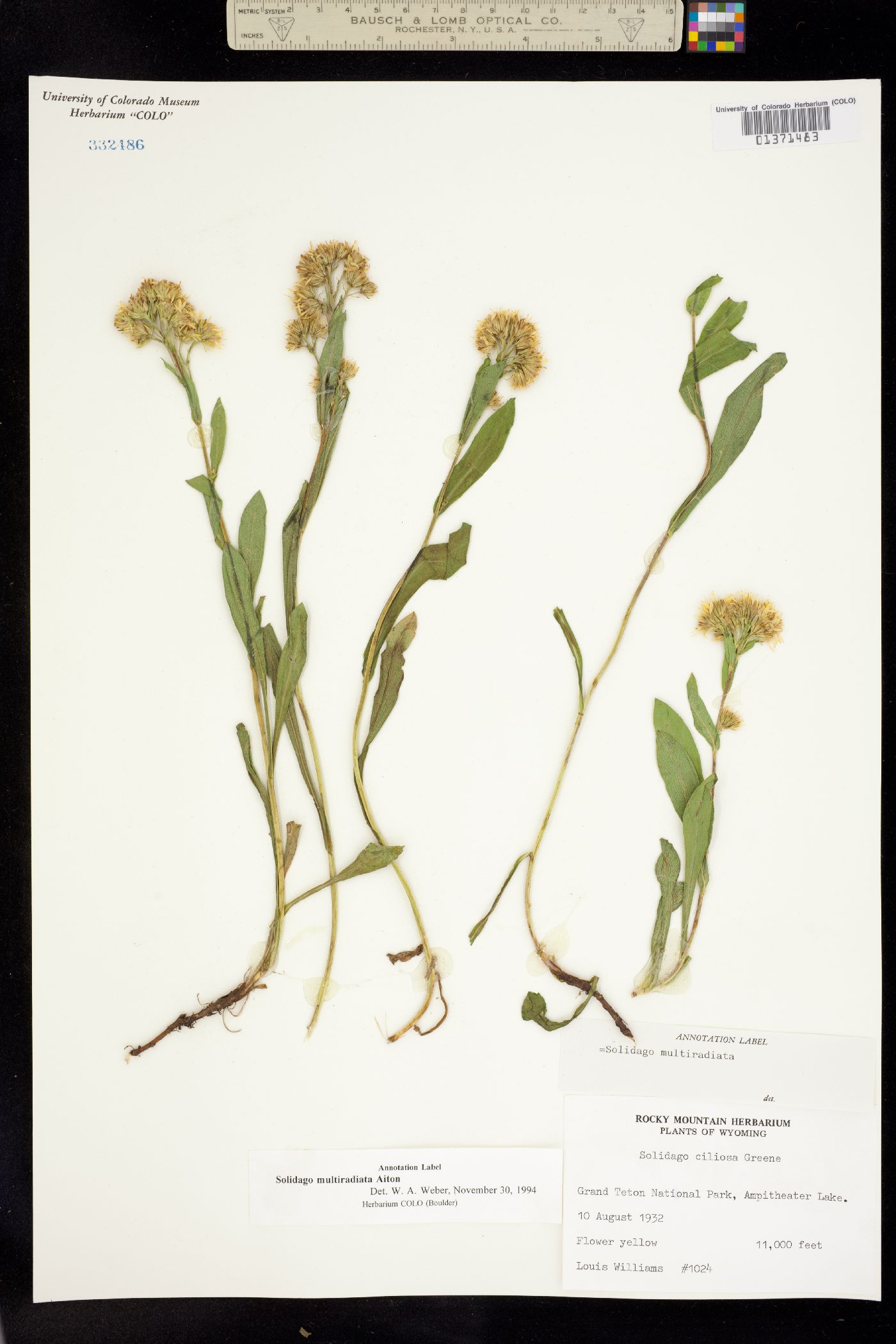 Solidago image