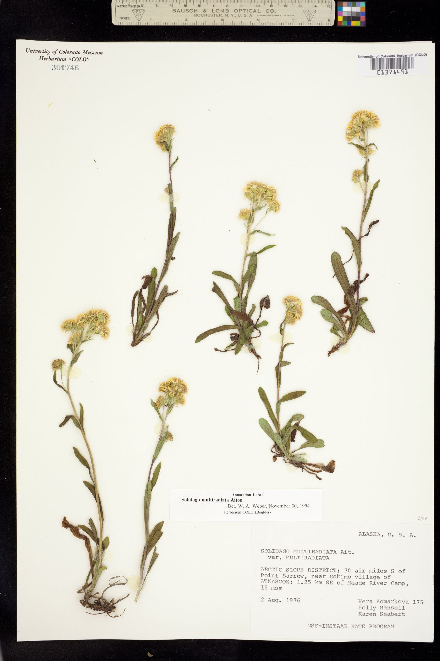 Solidago multiradiata image