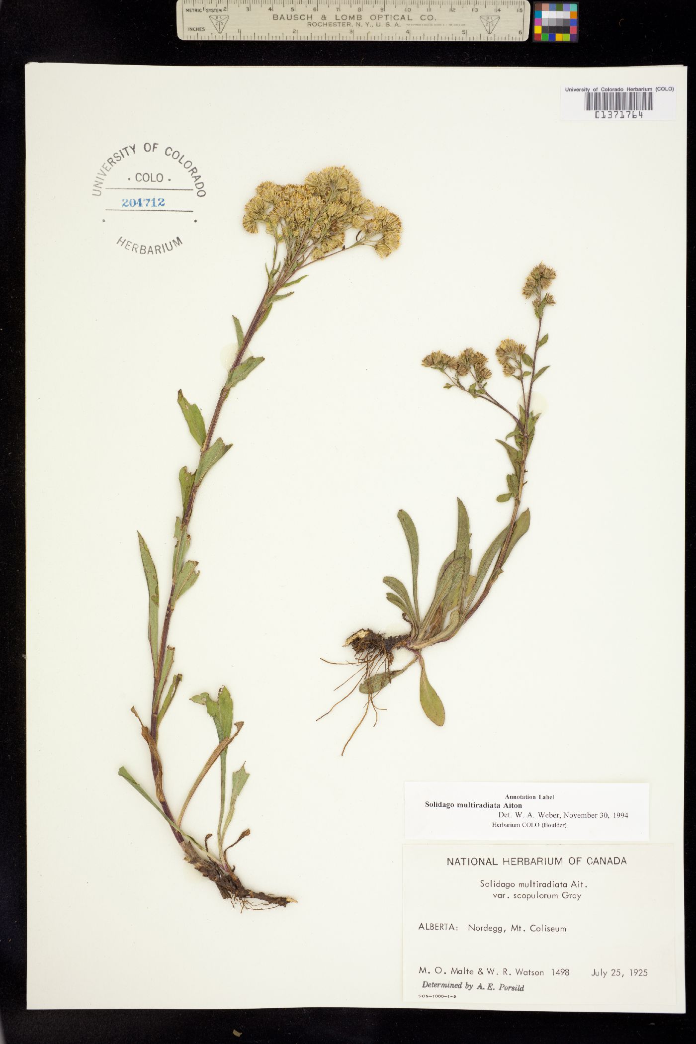 Solidago multiradiata image